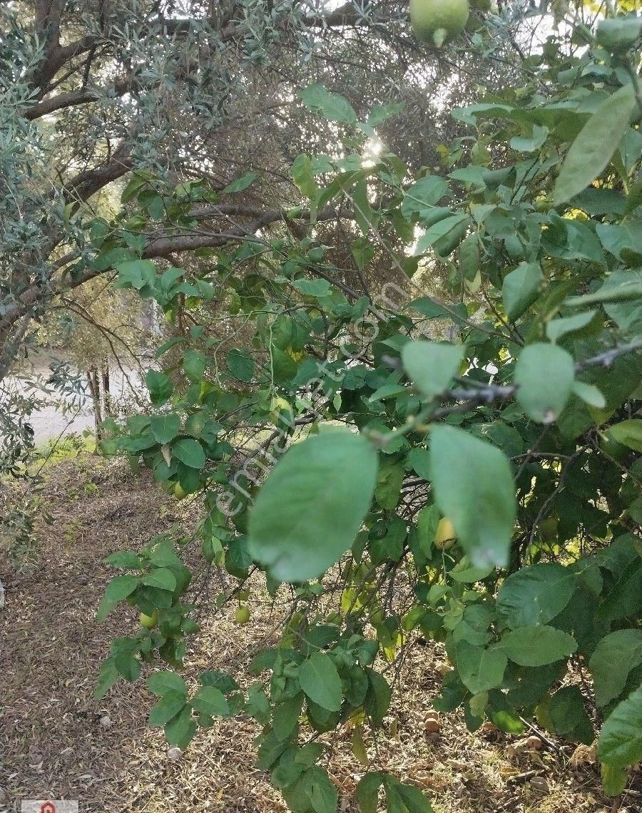 Muğla Ortaca Da Satilik Tarla - Görsel 20