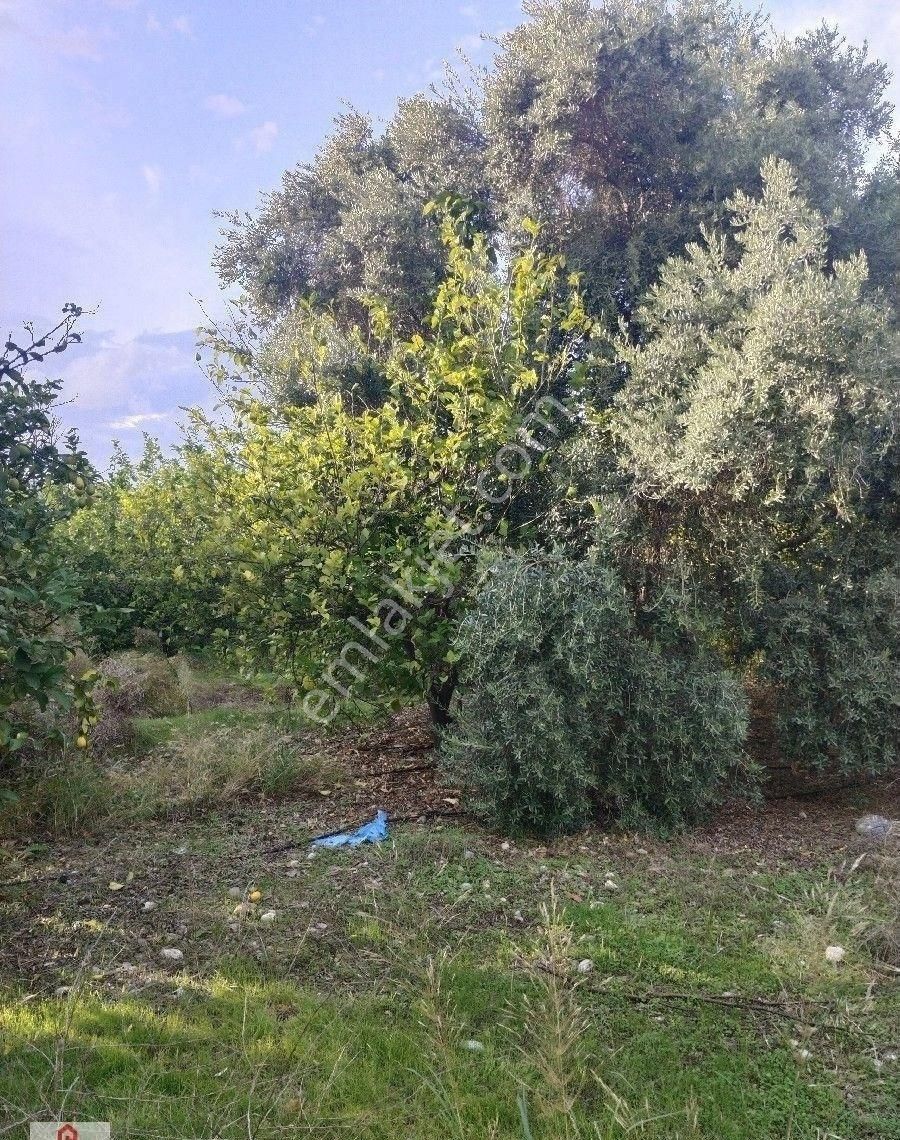 Muğla Ortaca Da Satilik Tarla - Görsel 28