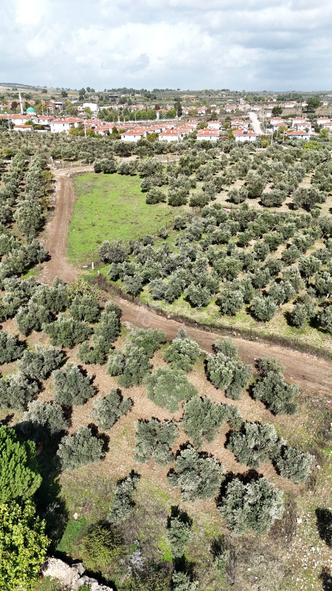 İzmir Yeni Bulgurcada Satılık 1.050 M2 İmarın Dibinde Tapulu Zeytinlik - Görsel 12