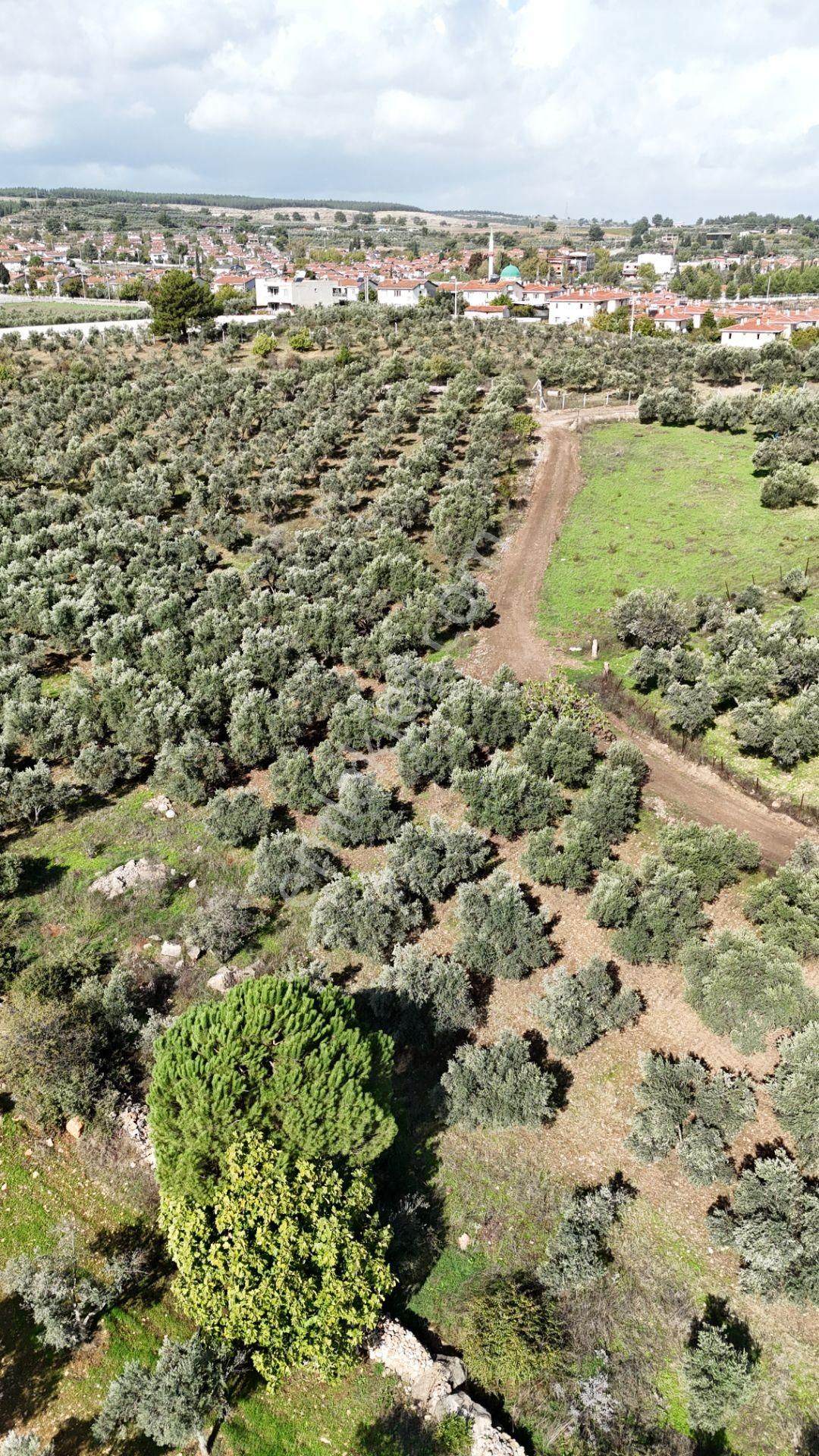 İzmir Yeni Bulgurcada Satılık 1.050 M2 İmarın Dibinde Tapulu Zeytinlik - Görsel 13