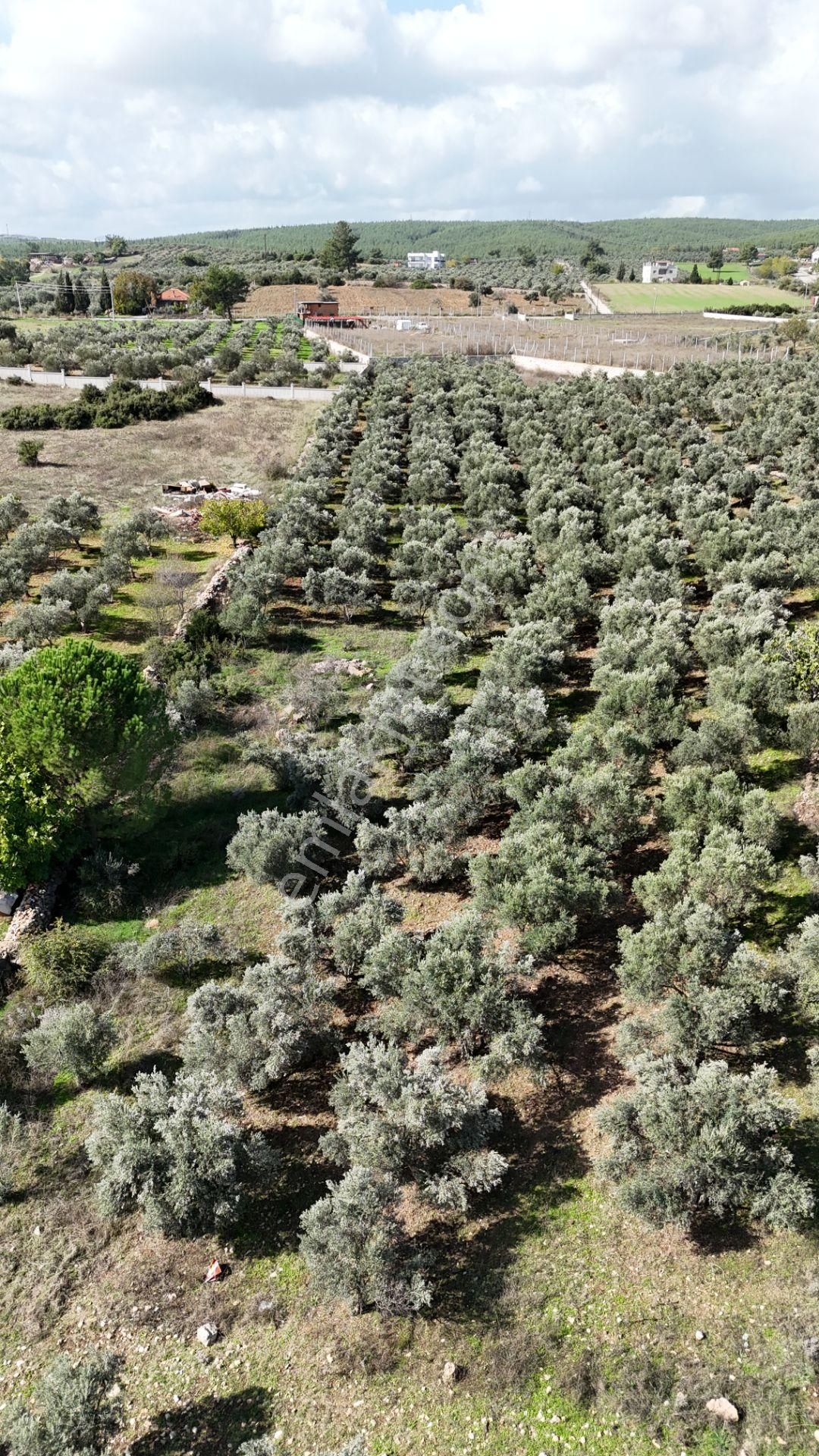 İzmir Yeni Bulgurcada Satılık 1.050 M2 İmarın Dibinde Tapulu Zeytinlik - Görsel 15