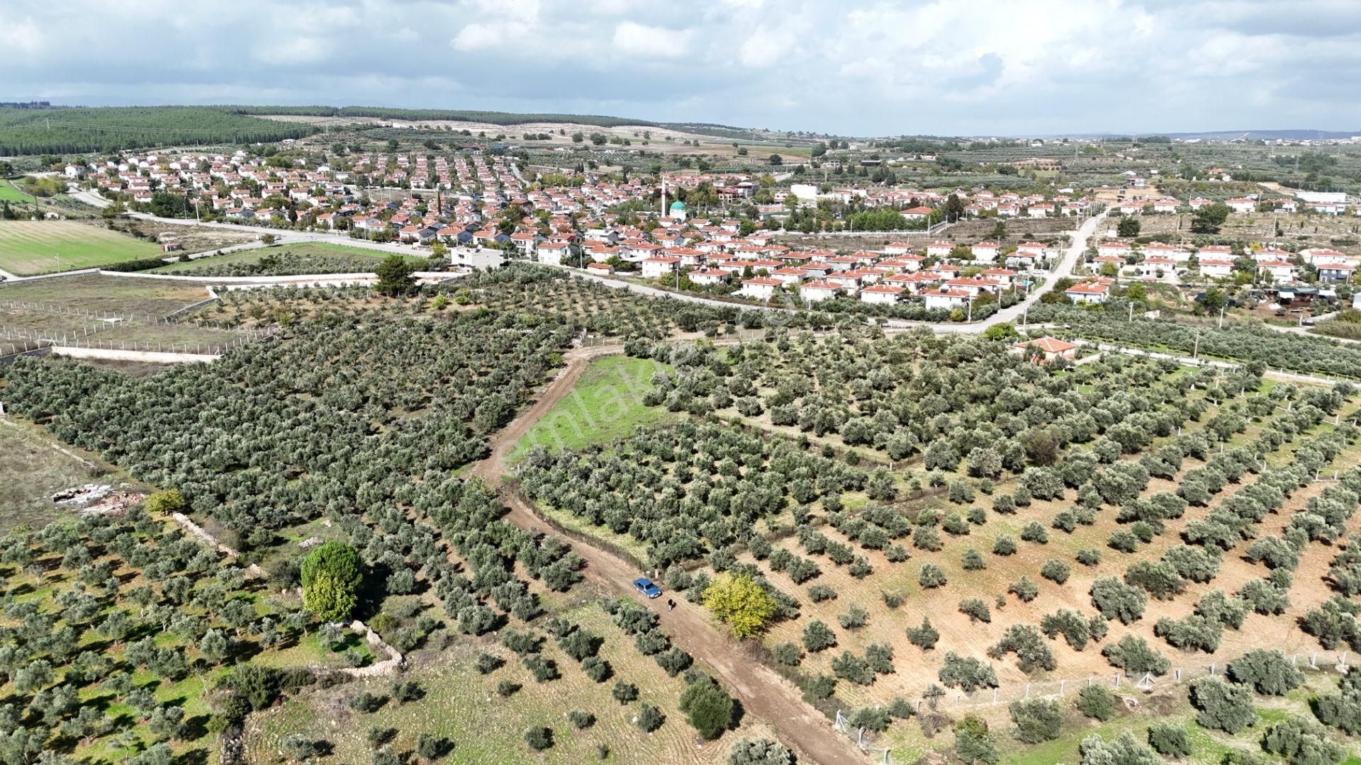 İzmir Yeni Bulgurcada Satılık 1.050 M2 İmarın Dibinde Tapulu Zeytinlik - Görsel 10
