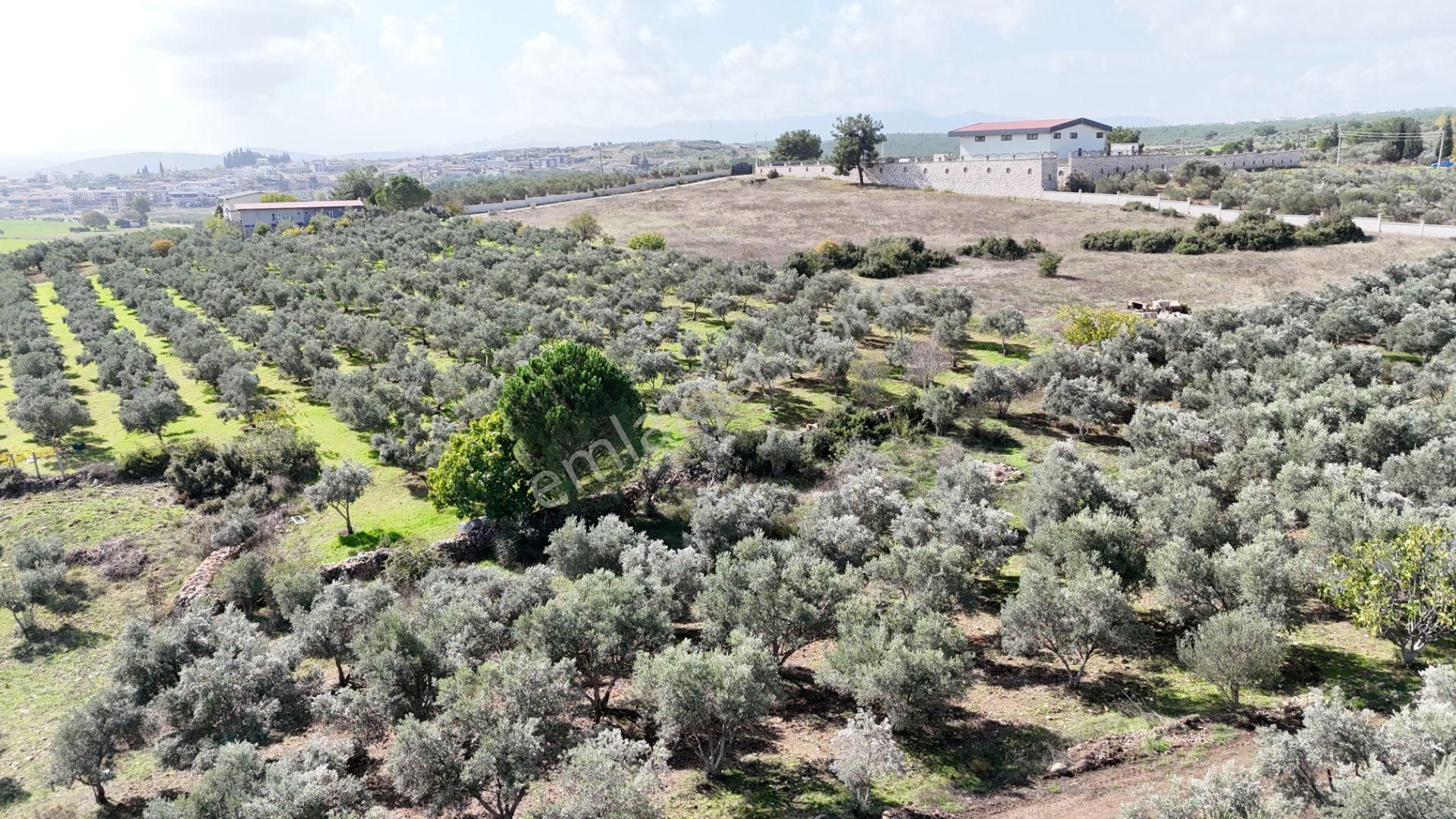 İzmir Yeni Bulgurcada Satılık 1.050 M2 İmarın Dibinde Tapulu Zeytinlik - Görsel 7