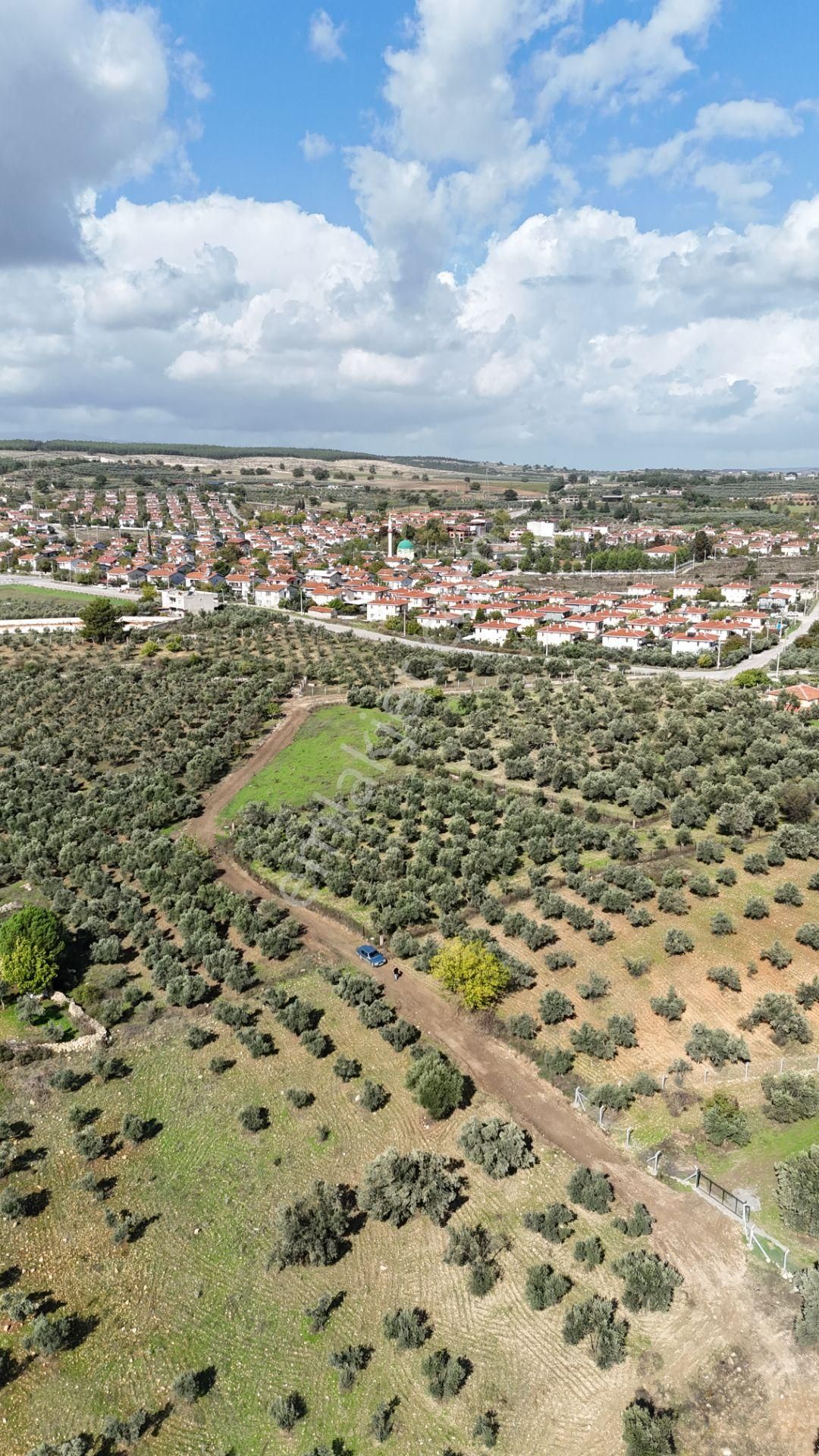 İzmir Yeni Bulgurcada Satılık 1.050 M2 İmarın Dibinde Tapulu Zeytinlik - Görsel 11