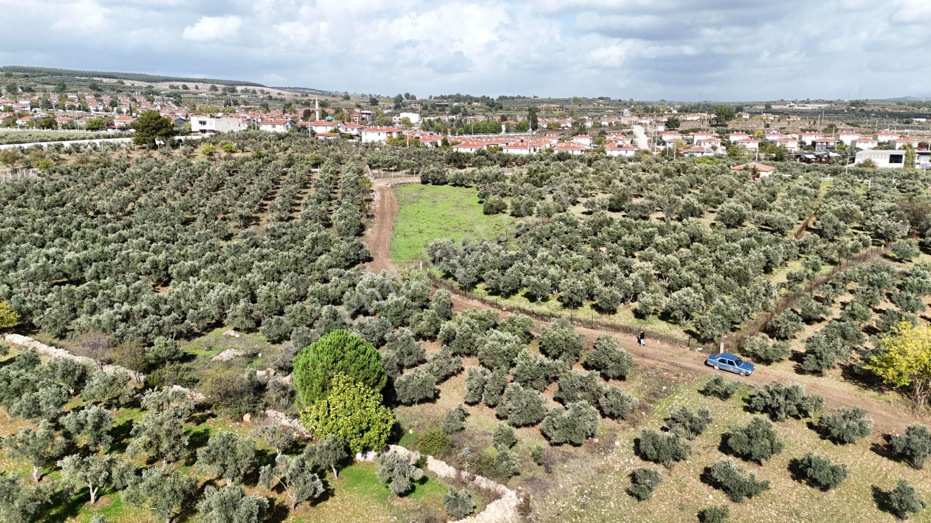 İzmir Yeni Bulgurcada Satılık 1.050 M2 İmarın Dibinde Tapulu Zeytinlik - Görsel 2