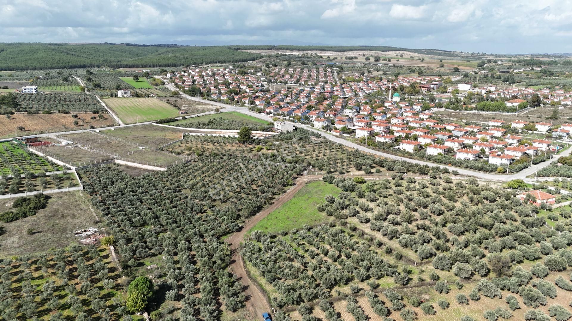 İzmir Yeni Bulgurcada Satılık 1.050 M2 İmarın Dibinde Tapulu Zeytinlik - Görsel 9