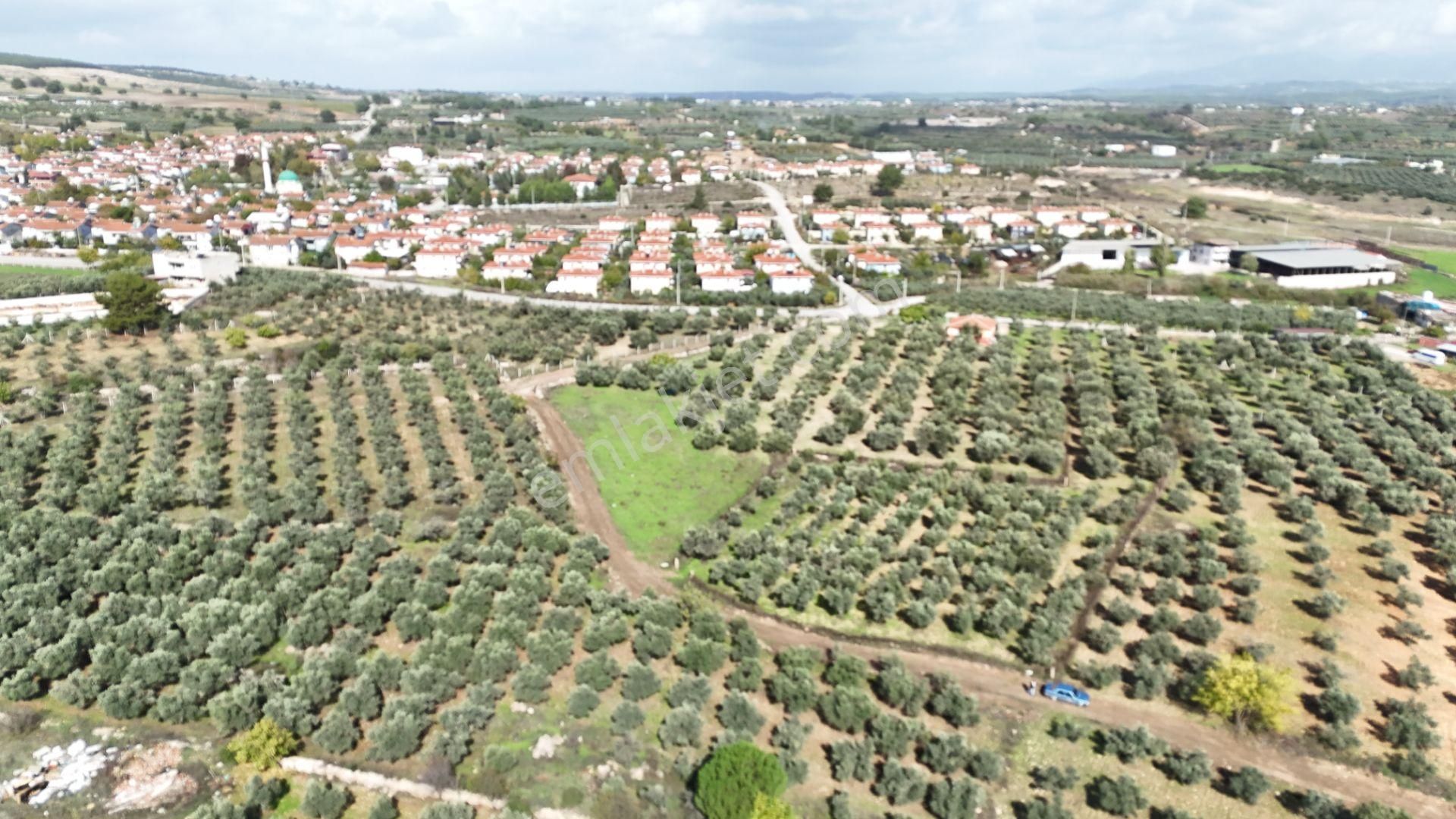 İzmir Yeni Bulgurcada Satılık 1.050 M2 İmarın Dibinde Tapulu Zeytinlik - Görsel 3