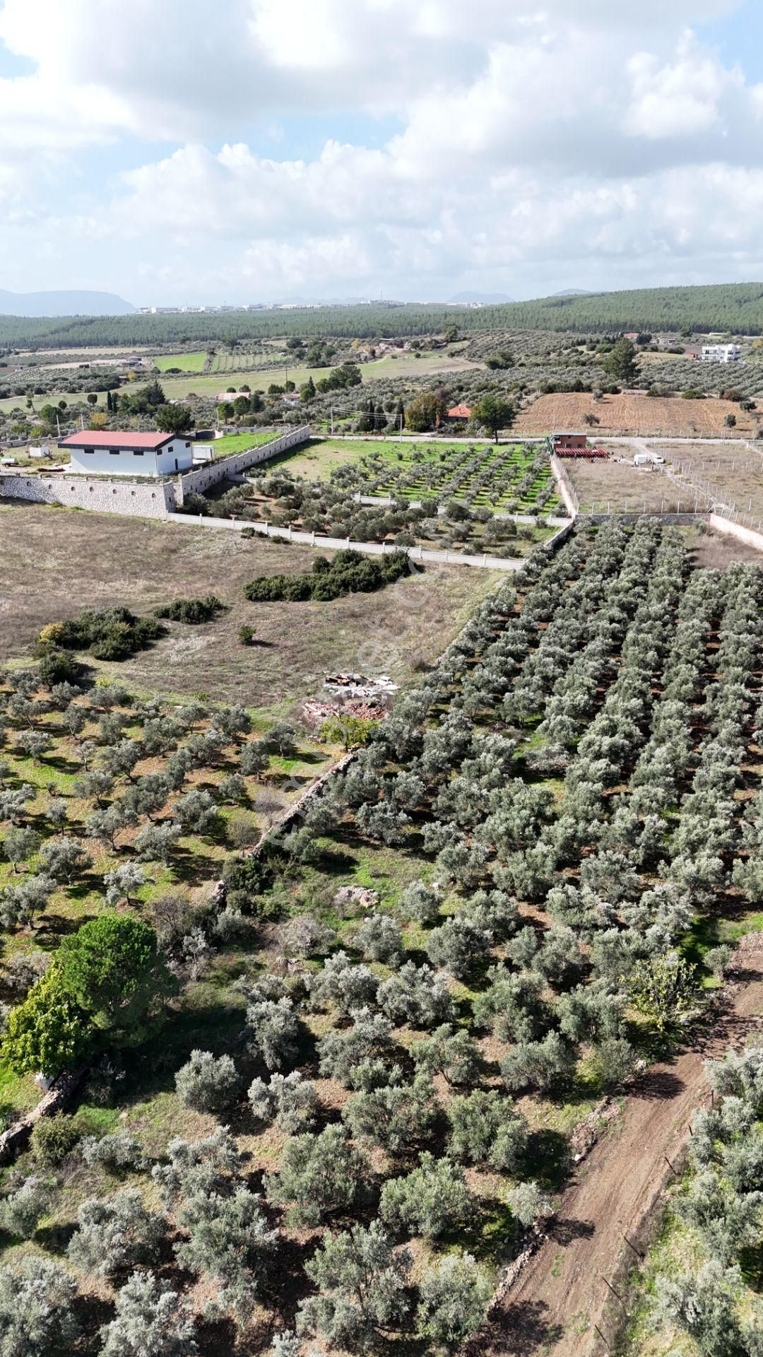 İzmir Yeni Bulgurcada Satılık 1.050 M2 İmarın Dibinde Tapulu Zeytinlik - Görsel 14