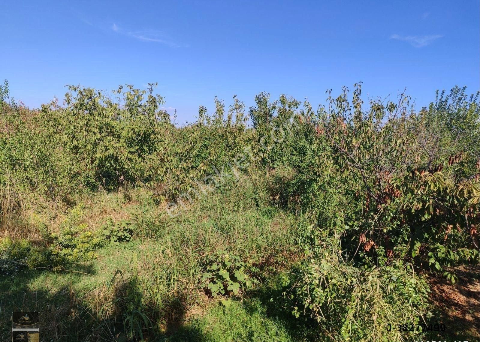 Kaya Emlak'tan Kemalpaşa Örnekköy Mahallesinde Ovada Acil Satılık 3,700m2 Bahçe - Görsel 11