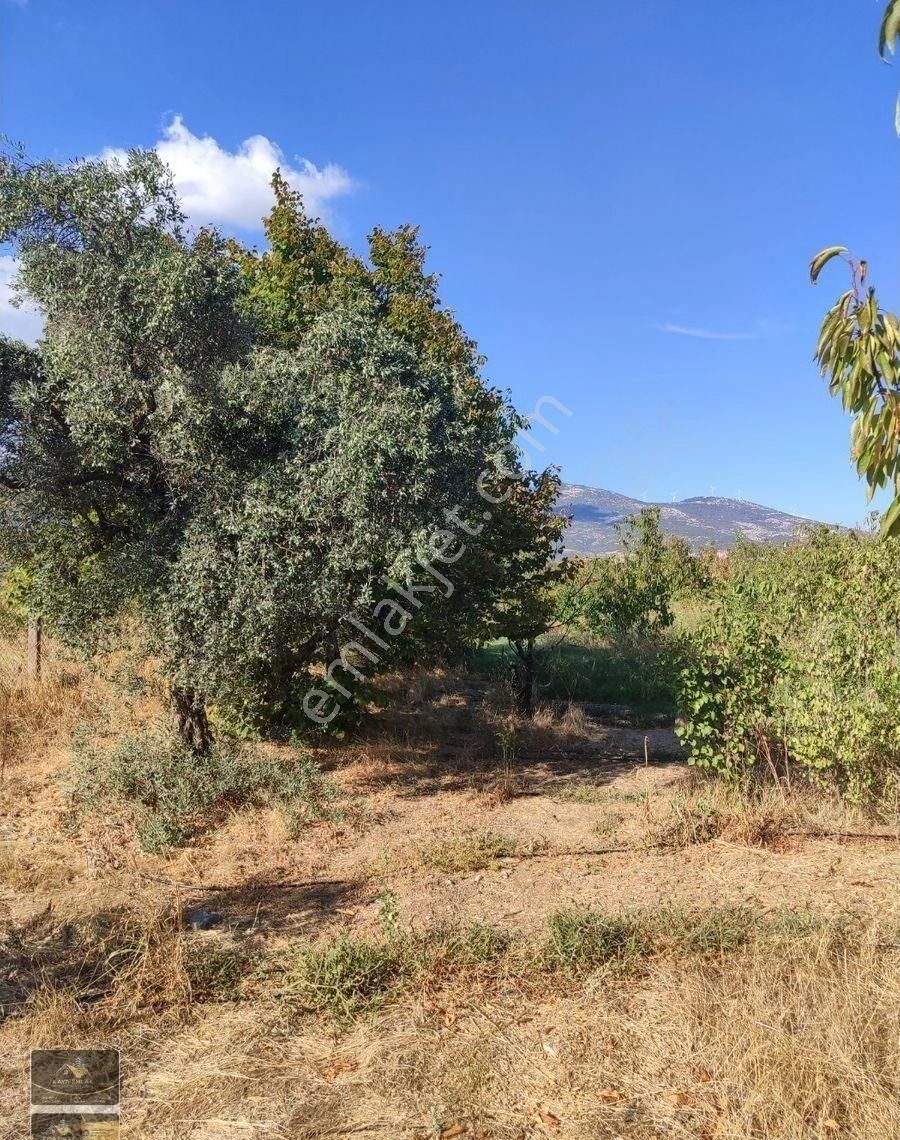 Kaya Emlak'tan Kemalpaşa Örnekköy Mahallesinde Ovada Acil Satılık 3,700m2 Bahçe - Görsel 12