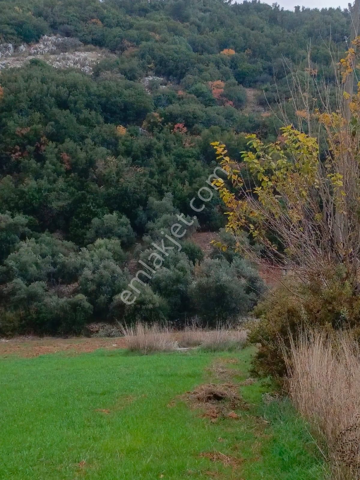 Muğla Yenice Mahallesi Satılık Tarla - Görsel 8