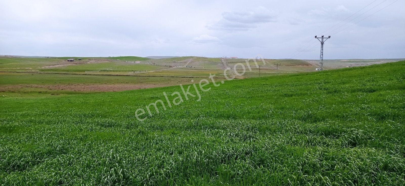 My Ekipdeneskişehir Alpu Sarıkavakta Yatırımlık Arazi - Görsel 33