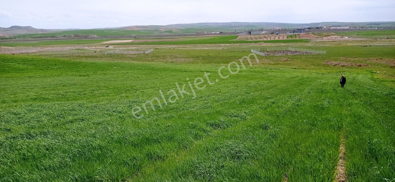 My Ekipdeneskişehir Alpu Sarıkavakta Yatırımlık Arazi - Görsel 31