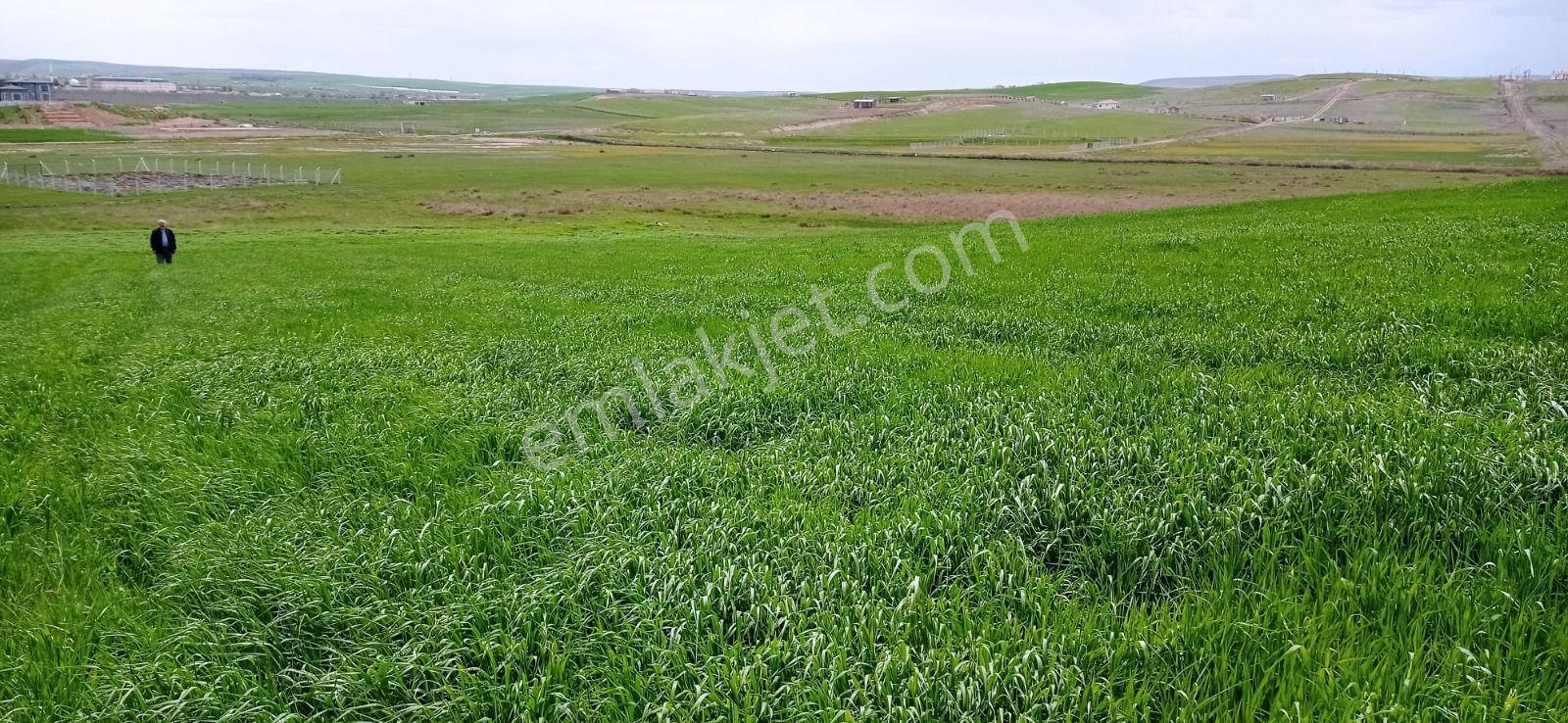 My Ekipdeneskişehir Alpu Sarıkavakta Yatırımlık Arazi - Görsel 32