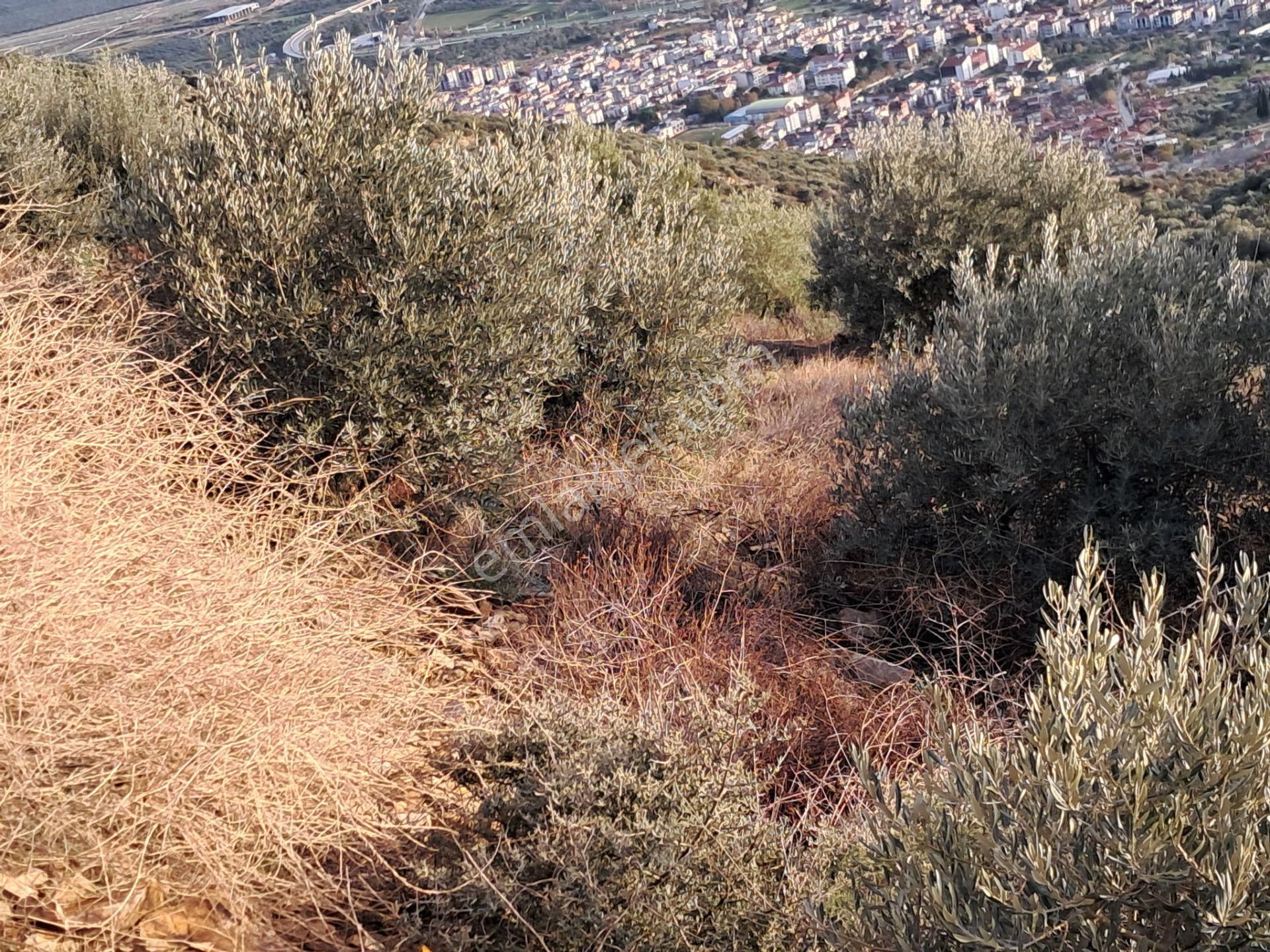 İzmir Torbalı Gold Emlaktan Satılık Zeytinlik - Görsel 11