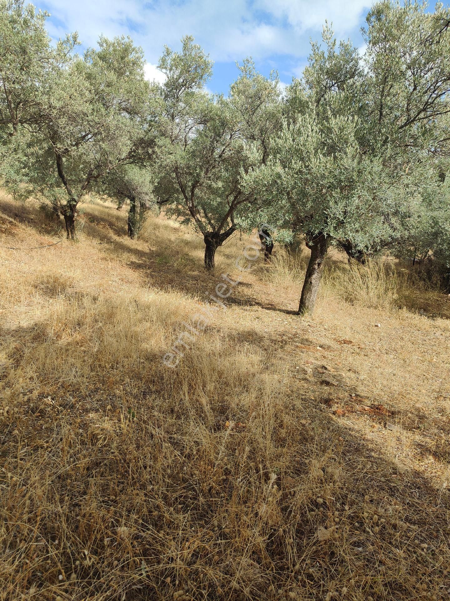 Bayındır Gayrimenkul - Bayındır Çamlıbel Mah Satılık Arsa - Görsel 9