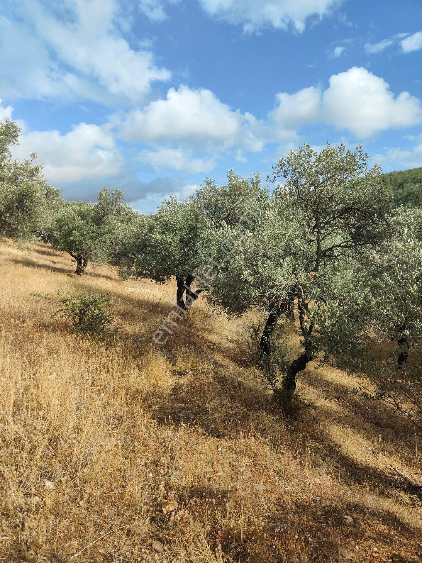 Bayındır Gayrimenkul - Bayındır Çamlıbel Mah Satılık Arsa - Görsel 11