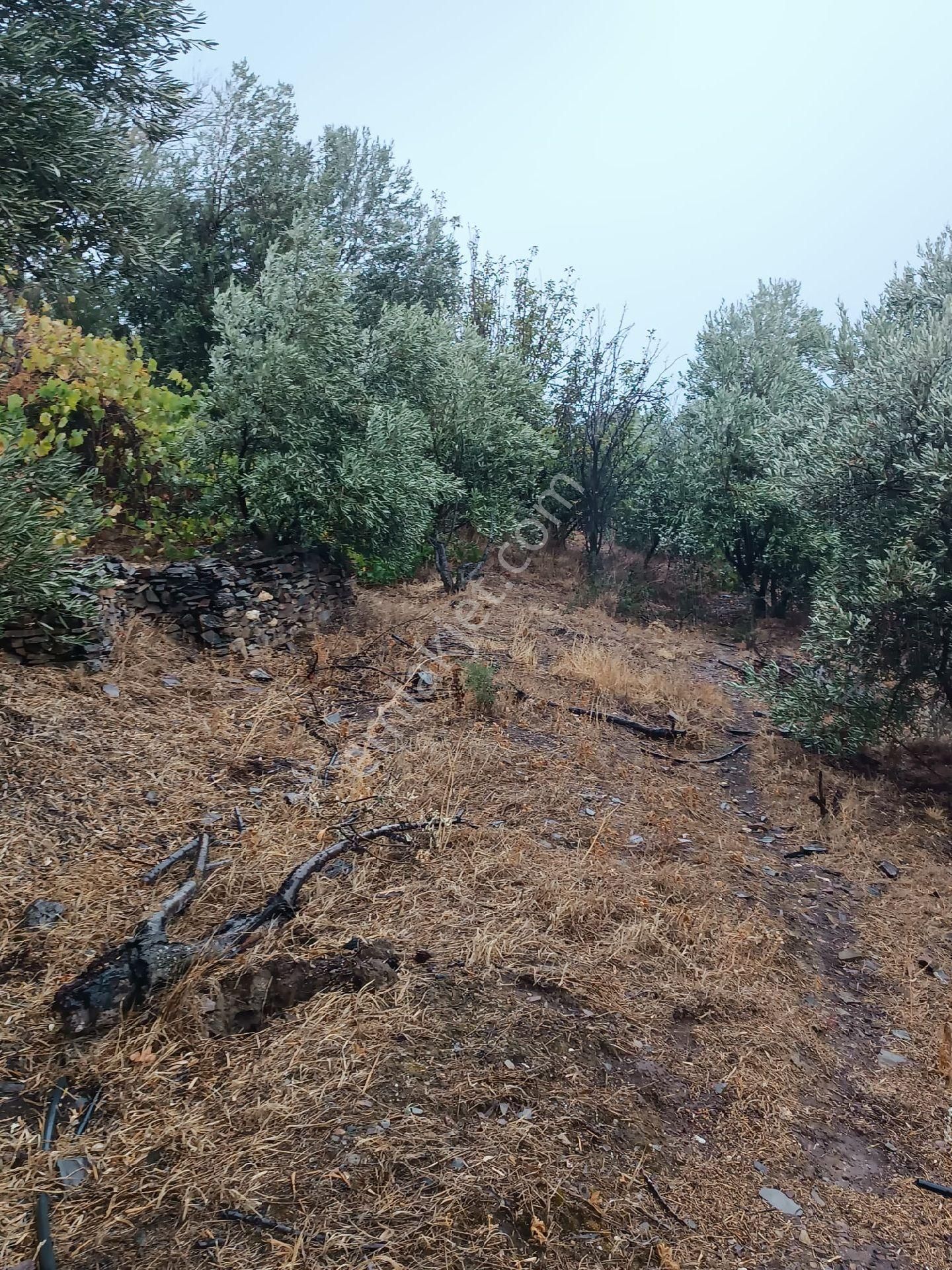 Bayındır Gayrimenkul - Bayındır Çamlıbel Mah Satılık Tarla - Görsel 4