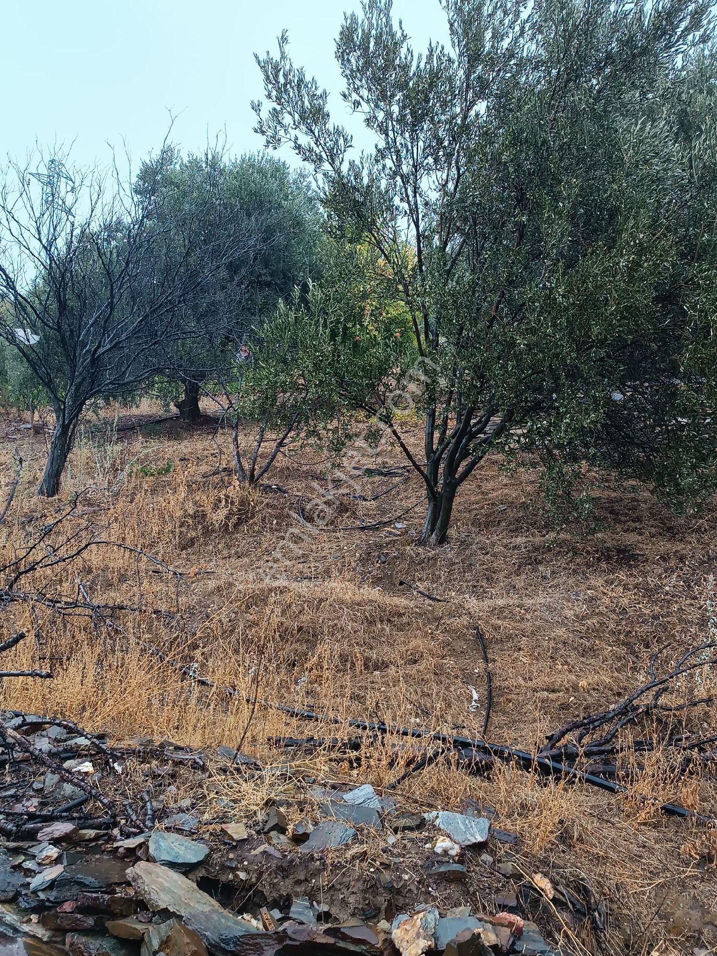 Bayındır Gayrimenkul - Bayındır Çamlıbel Mah Satılık Tarla - Görsel 8