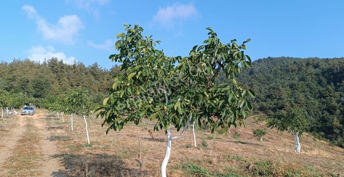 Nilvest'ten Bursa Kestel Ağlaşan Köyünde 20 Dönüm Arazi - Görsel 10