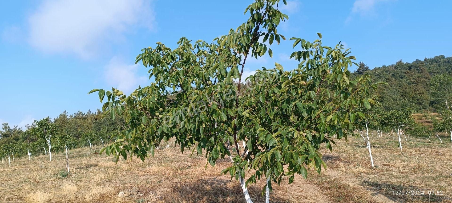 Nilvest'ten Bursa Kestel Ağlaşan Köyünde 20 Dönüm Arazi - Görsel 7