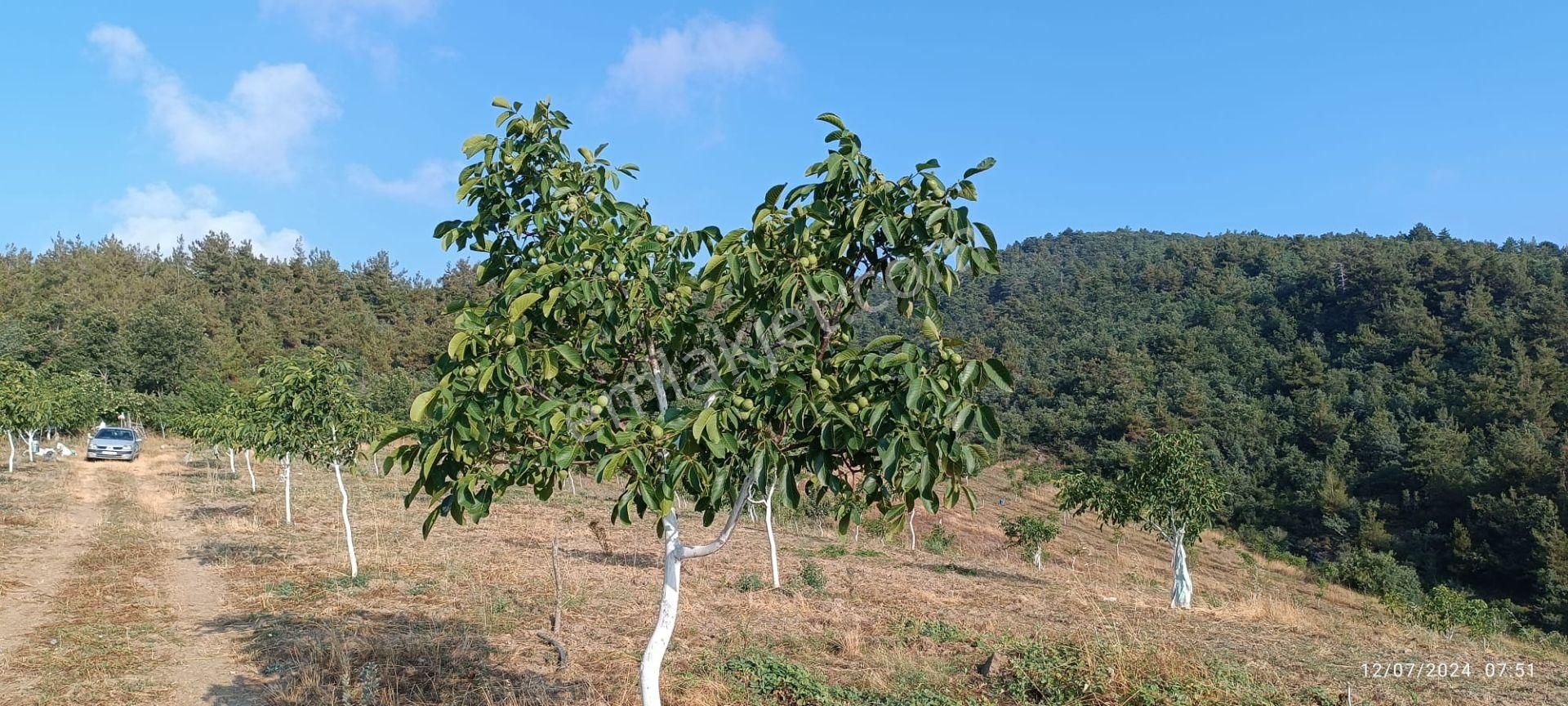 Nilvest'ten Bursa Kestel Ağlaşan Köyünde 20 Dönüm Arazi - Görsel 9