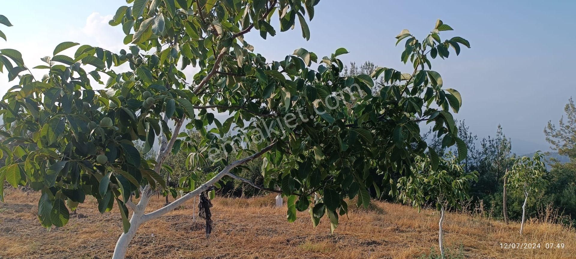 Nilvest'ten Bursa Kestel Ağlaşan Köyünde 20 Dönüm Arazi - Görsel 8