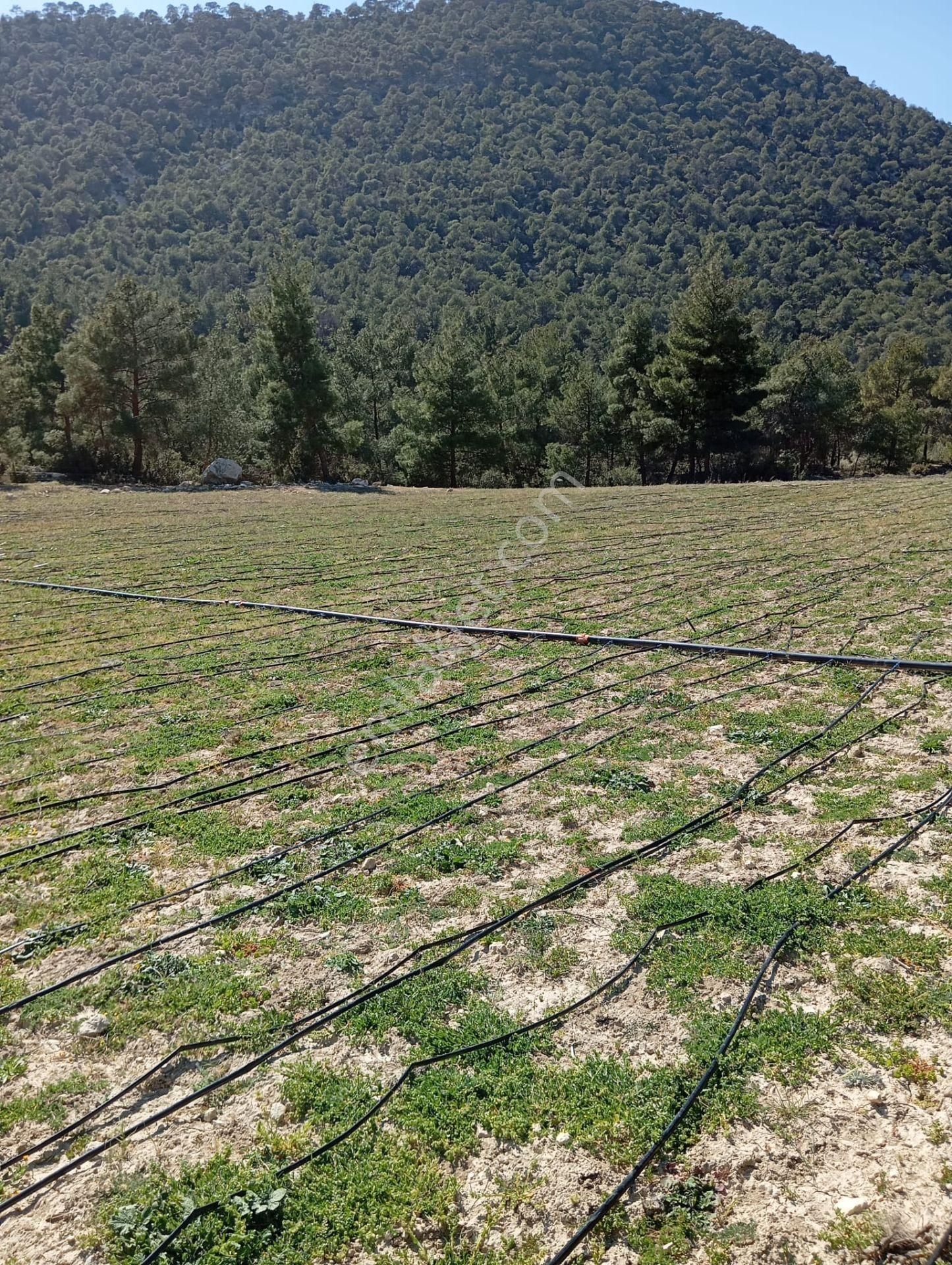 Buldan Yenicekent Mah.de Temiz Hava İçerisinde Yaşayacağınız Ormanın İçerisinde Satılık Tarla - Görsel 2