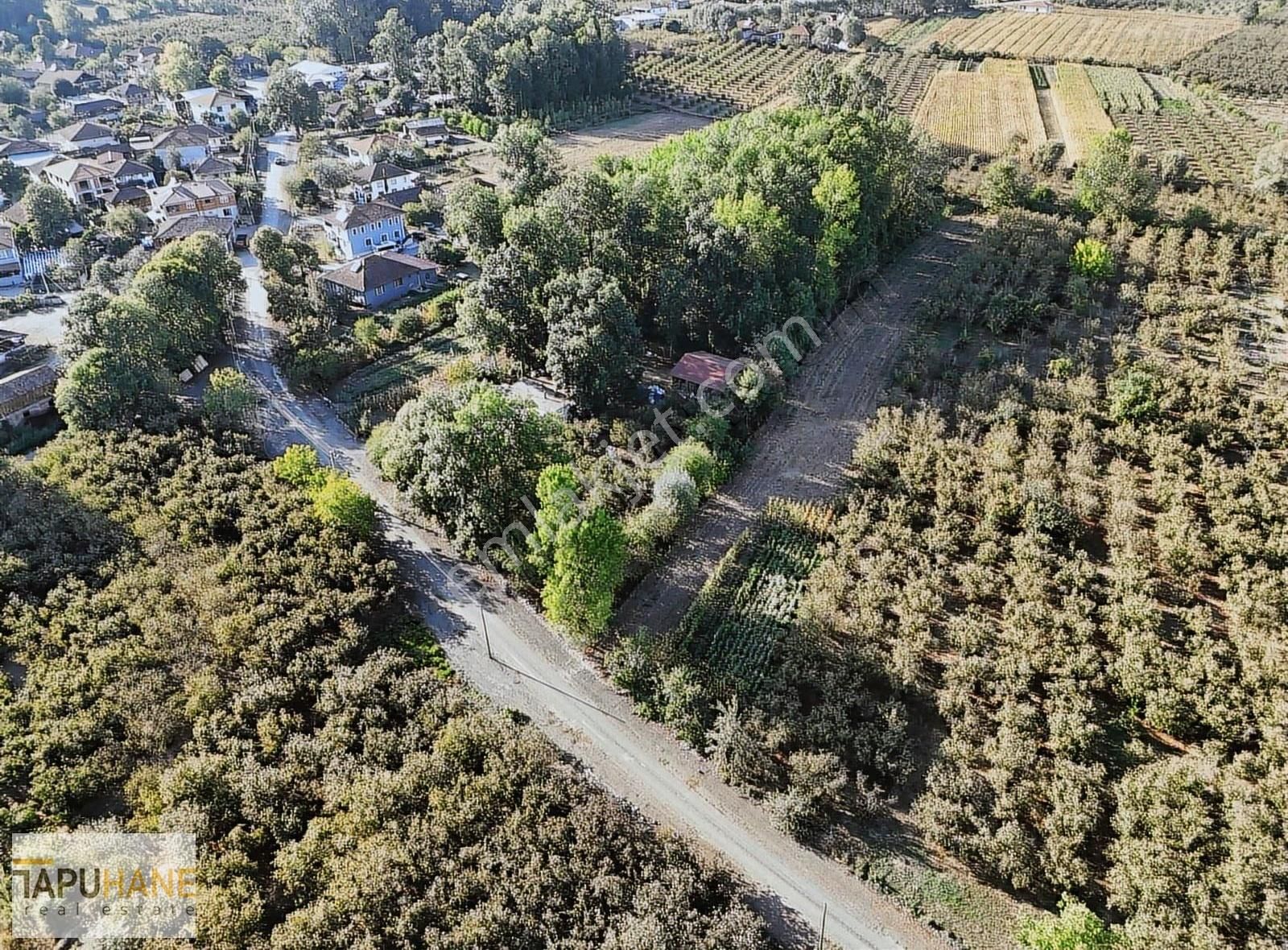 Tapuhane'den Çayırbaşında 3670 M2 Satılık Fındıklık - Görsel 8