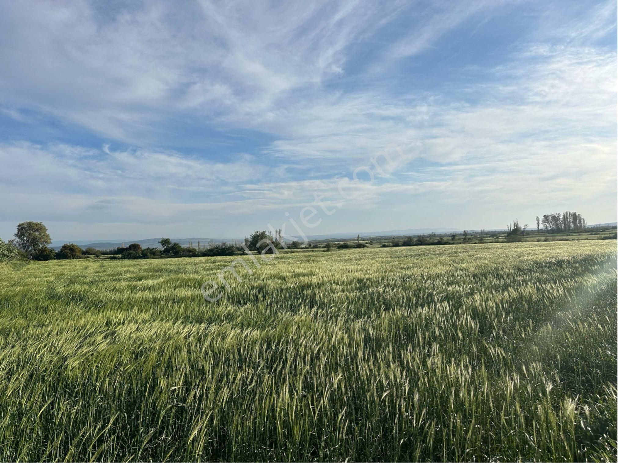 Çanakkale Gelibolu Bayramiç Köyünde 2991m2 Tek Tapu Yatırımlık Arsa - Görsel 3