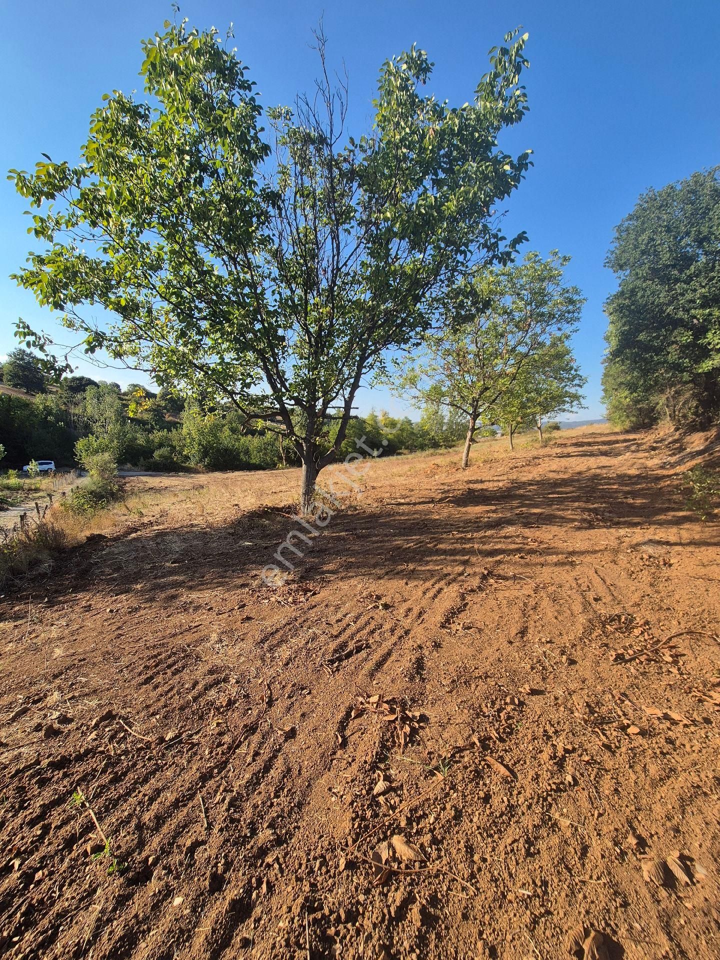 İnegöl Çitlide Asfalta Cephe 2.744 M2 Bahçe - Görsel 7