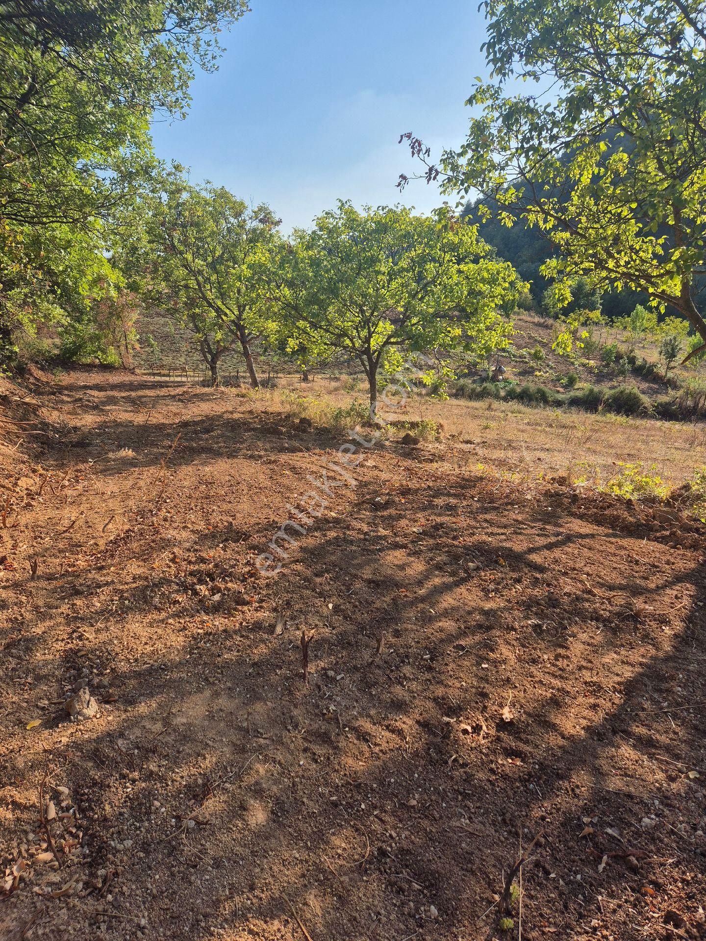 İnegöl Çitlide Asfalta Cephe 2.744 M2 Bahçe - Görsel 5