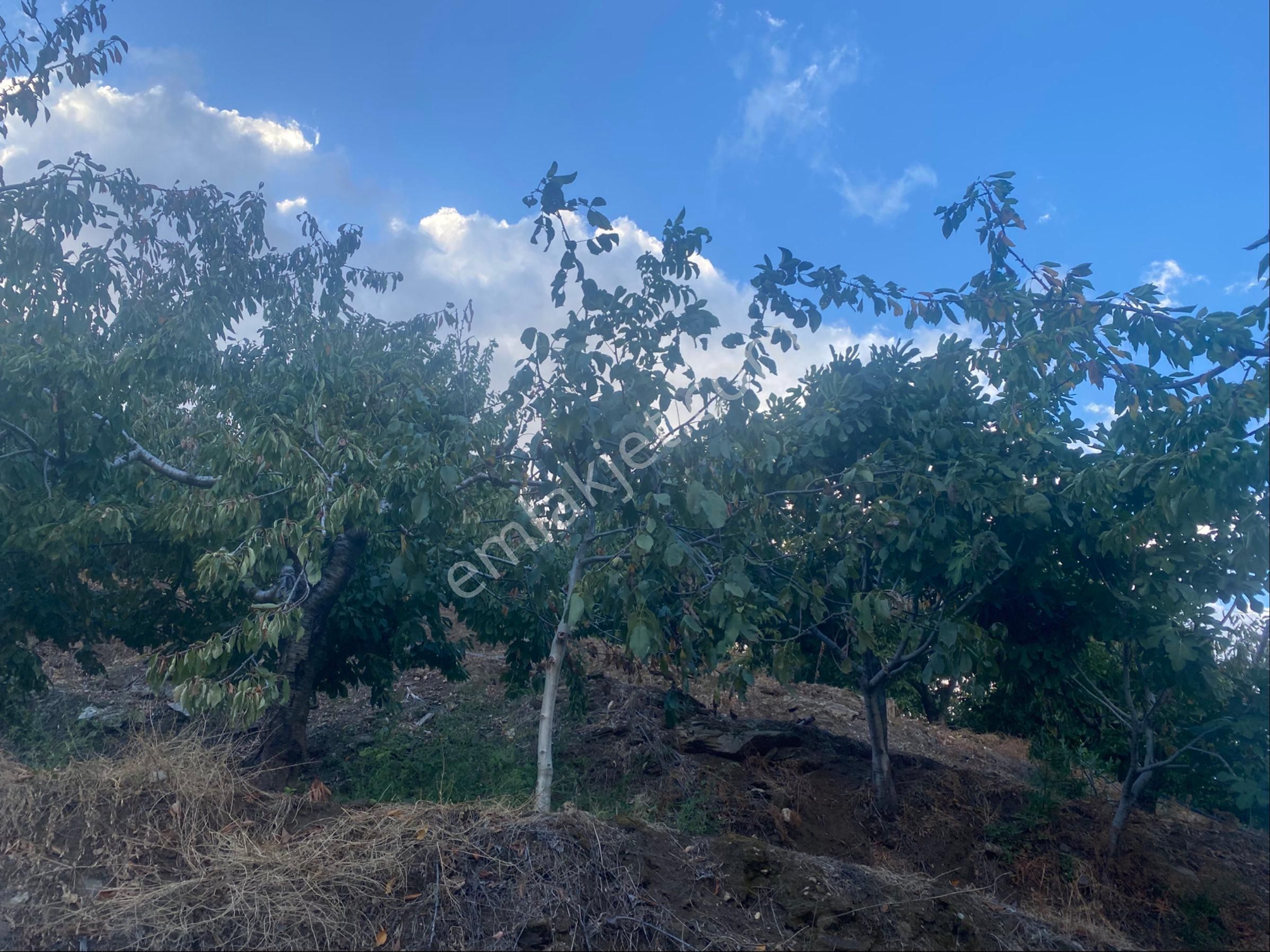 İzmir Ödemişte Satılık Arazi - Görsel 24