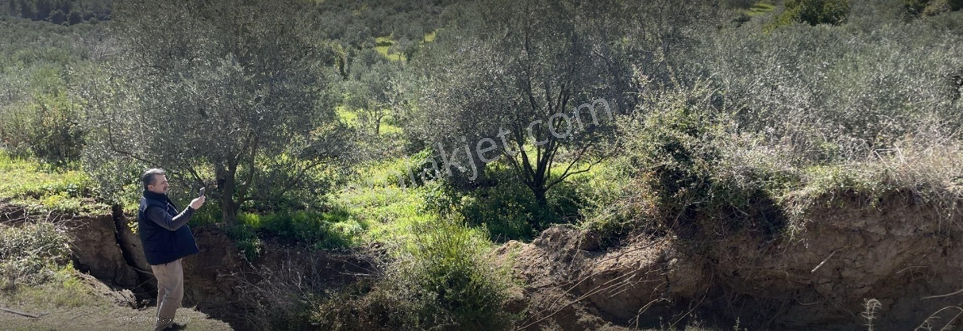 Balıkesir Ayvalık Murateli'de 2.328 M2 35 Ağaçlı Ayvalık 3 Km. Mesafede Bulunmaktadır - Görsel 3