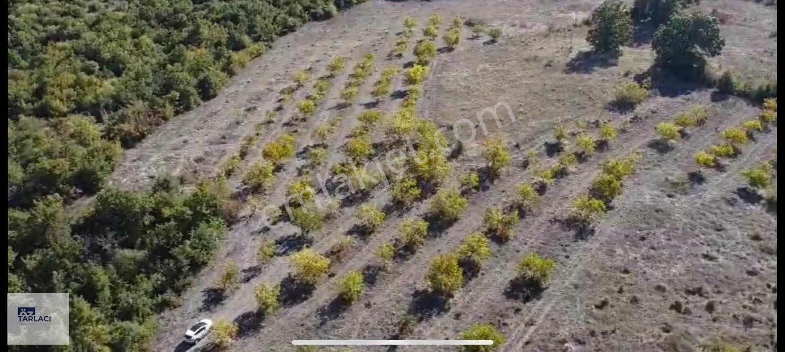 Karaoğlan'da Takaslı 14050m2 190 Adet Ağaçlı Ceviz Bahçesi - Görsel 2