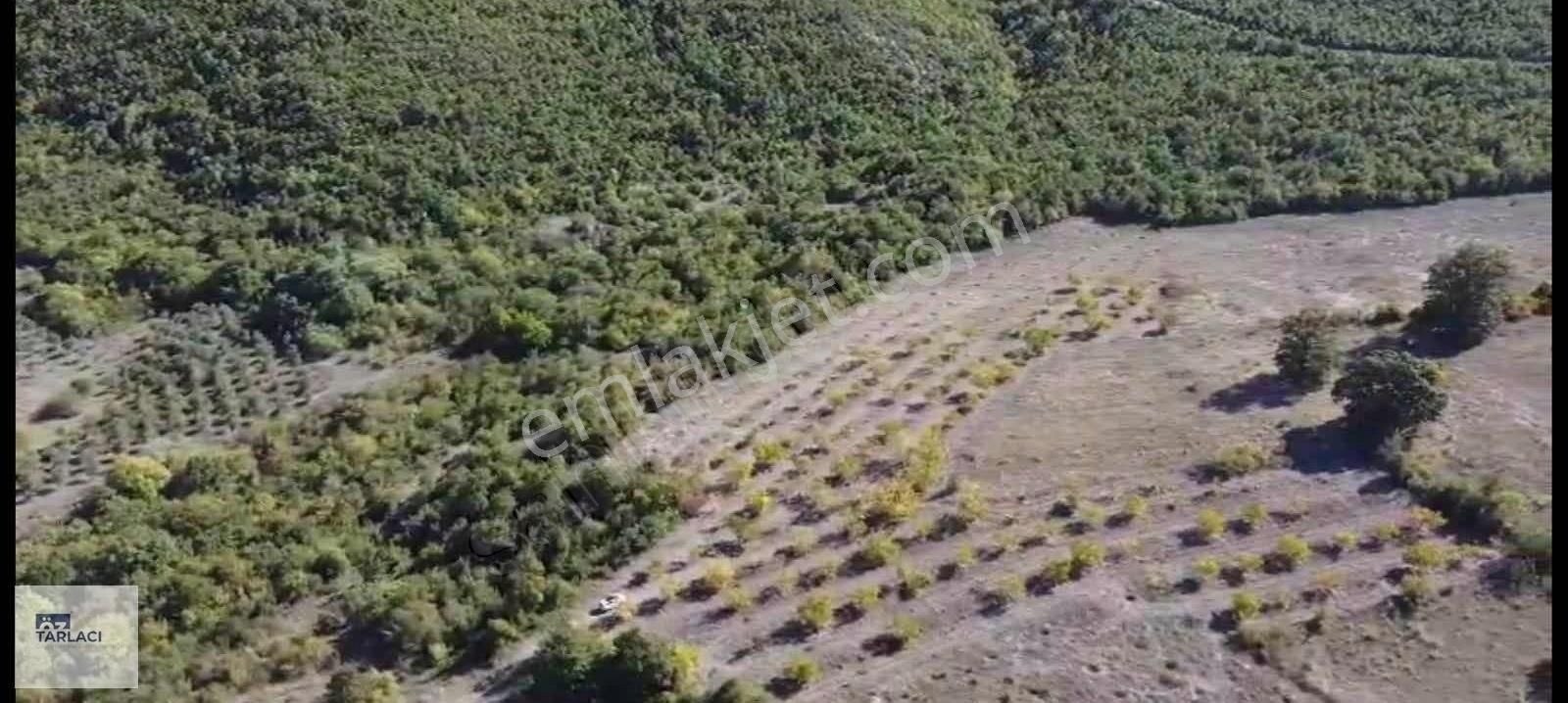 Karaoğlan'da Takaslı 14050m2 190 Adet Ağaçlı Ceviz Bahçesi - Görsel 5