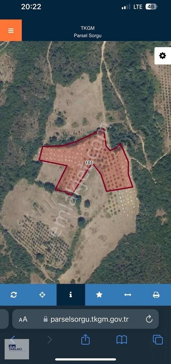 Karaoğlan'da Takaslı 14050m2 190 Adet Ağaçlı Ceviz Bahçesi - Görsel 3