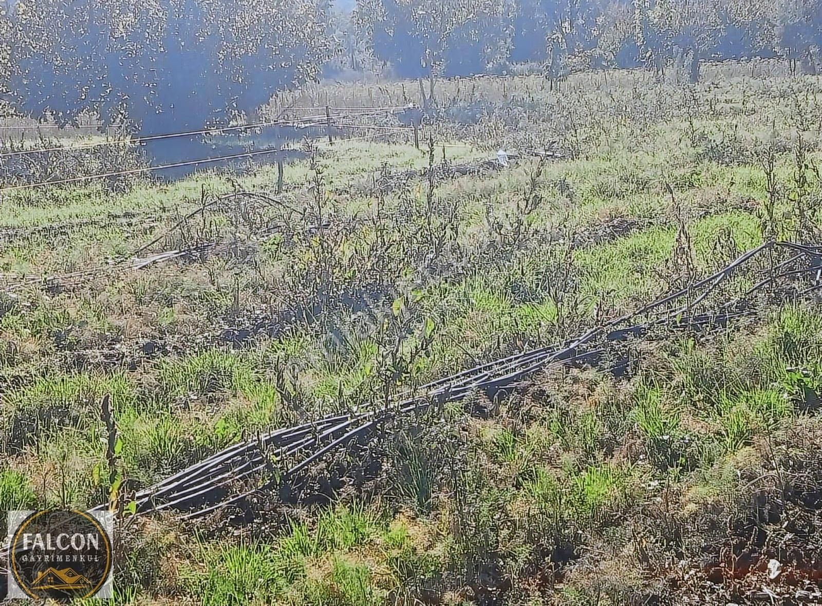 Falcon Dan Nif De Fırsat 2000m2 Arsa - Görsel 2