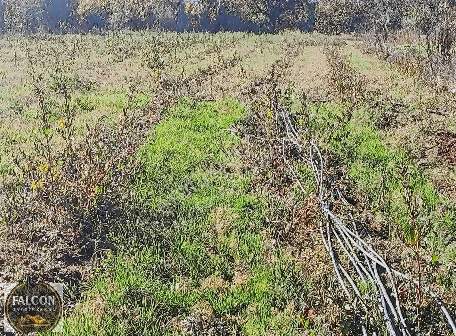 Falcon Dan Nif De Fırsat 2000m2 Arsa - Görsel 4