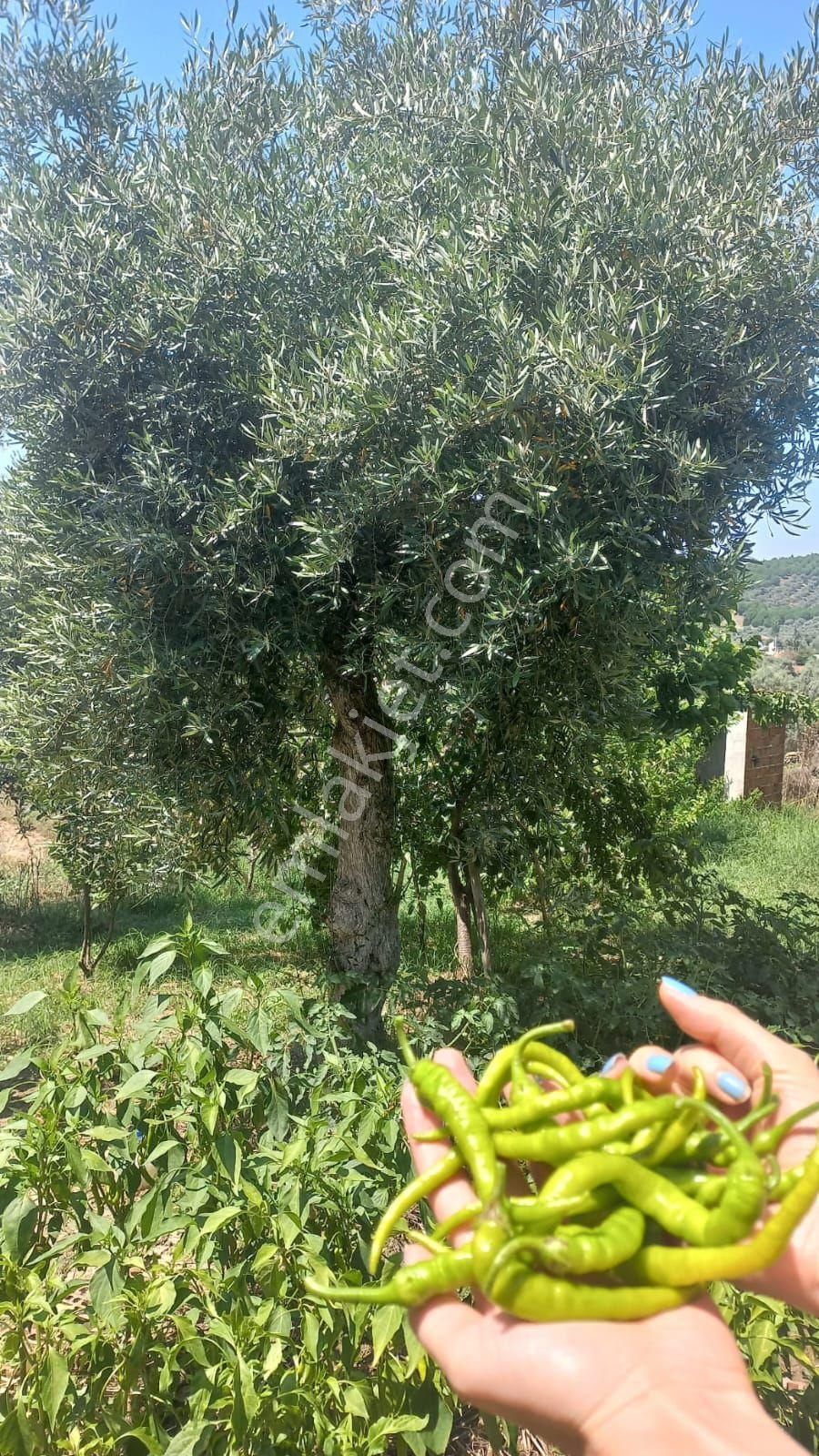 Doğa İle İç İçe Kaçırılmayacak Fırsat - Görsel 5