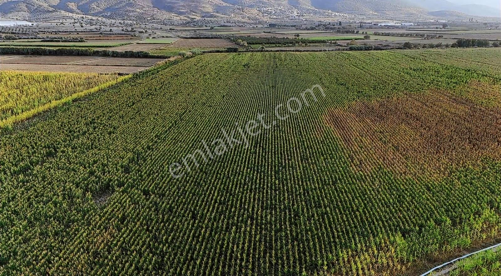 Pek Emlaktan Tirenin En Verimli Sulu 260 Dekar Tarlası Satışta - Görsel 6