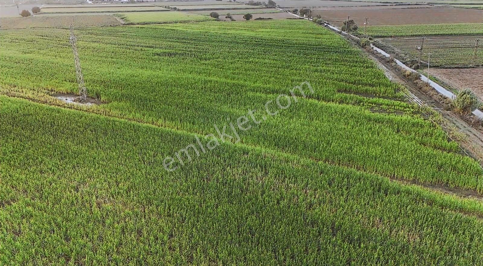 Pek Emlaktan Tirenin En Verimli Sulu 260 Dekar Tarlası Satışta - Görsel 3