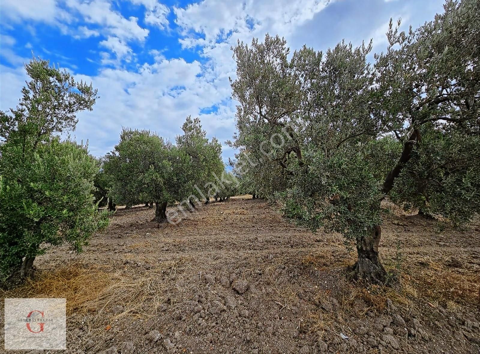 Mudanya Hançerli'de Çift Yolacephe Tek Tapu 11550m2 Arazi - Görsel 8