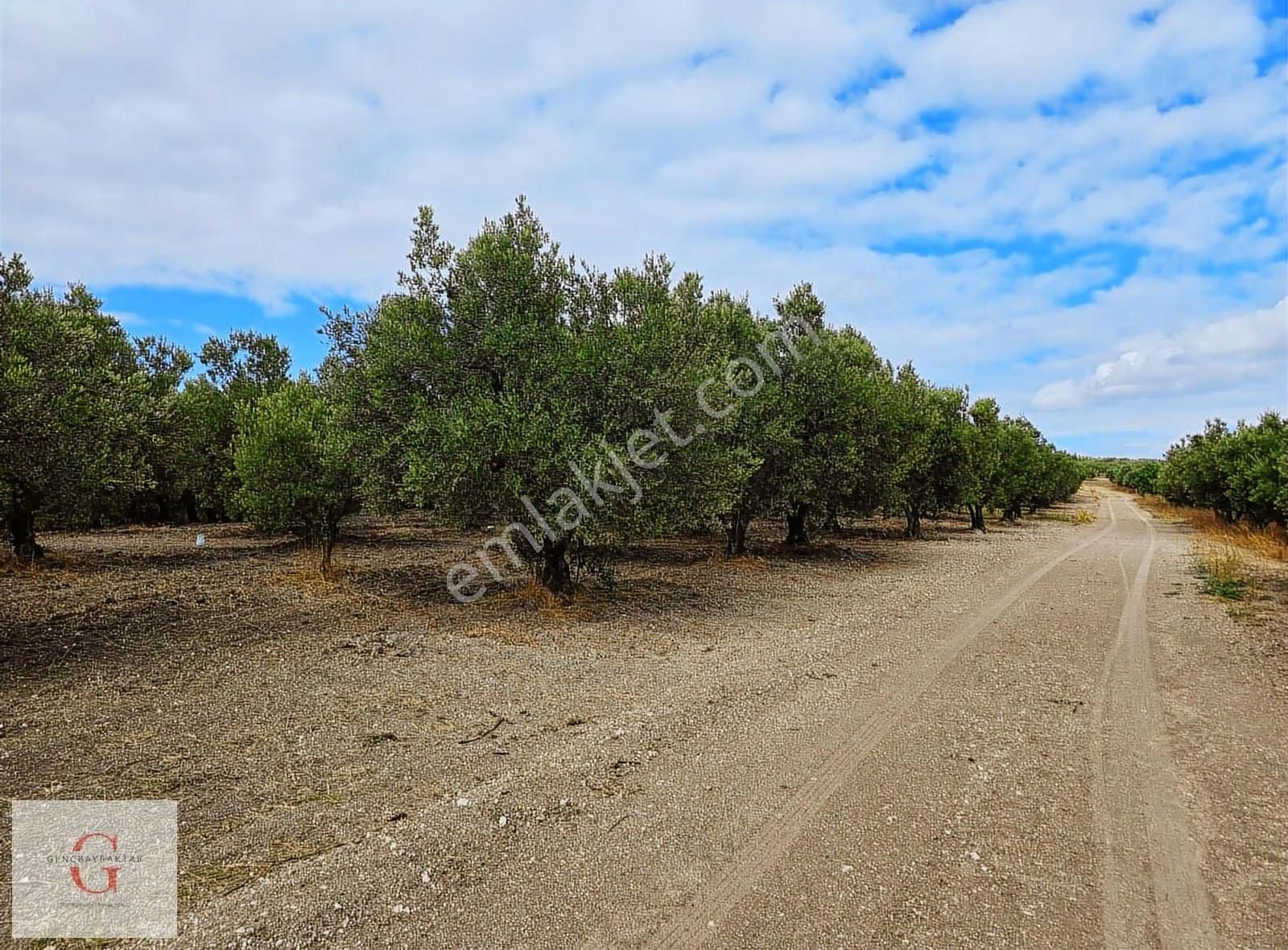Mudanya Hançerli'de Çift Yolacephe Tek Tapu 11550m2 Arazi - Görsel 15