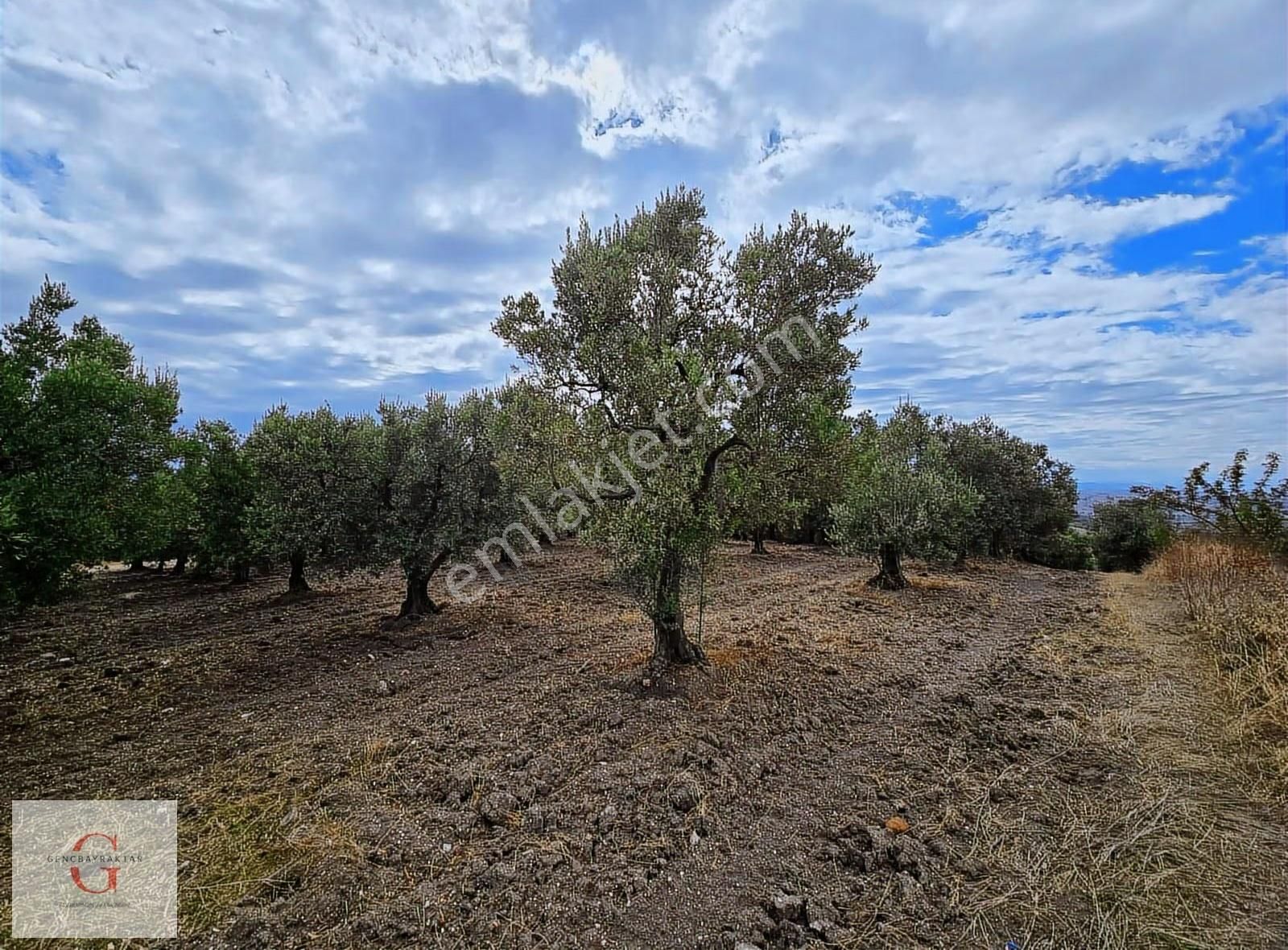 Mudanya Hançerli'de Çift Yolacephe Tek Tapu 11550m2 Arazi - Görsel 6