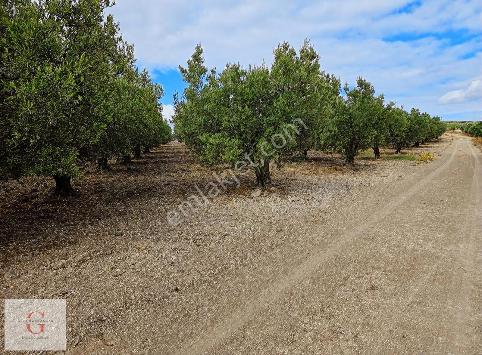 Mudanya Hançerli'de Çift Yolacephe Tek Tapu 11550m2 Arazi - Görsel 7