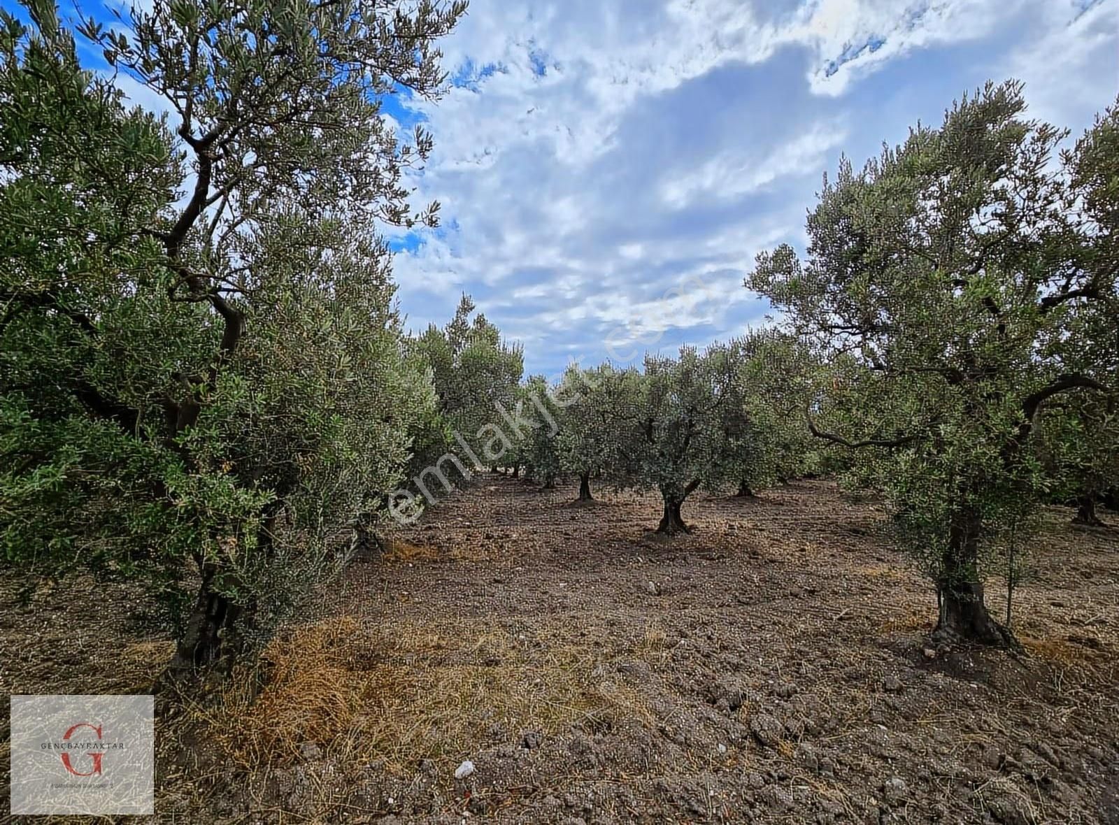 Mudanya Hançerli'de Çift Yolacephe Tek Tapu 11550m2 Arazi - Görsel 10