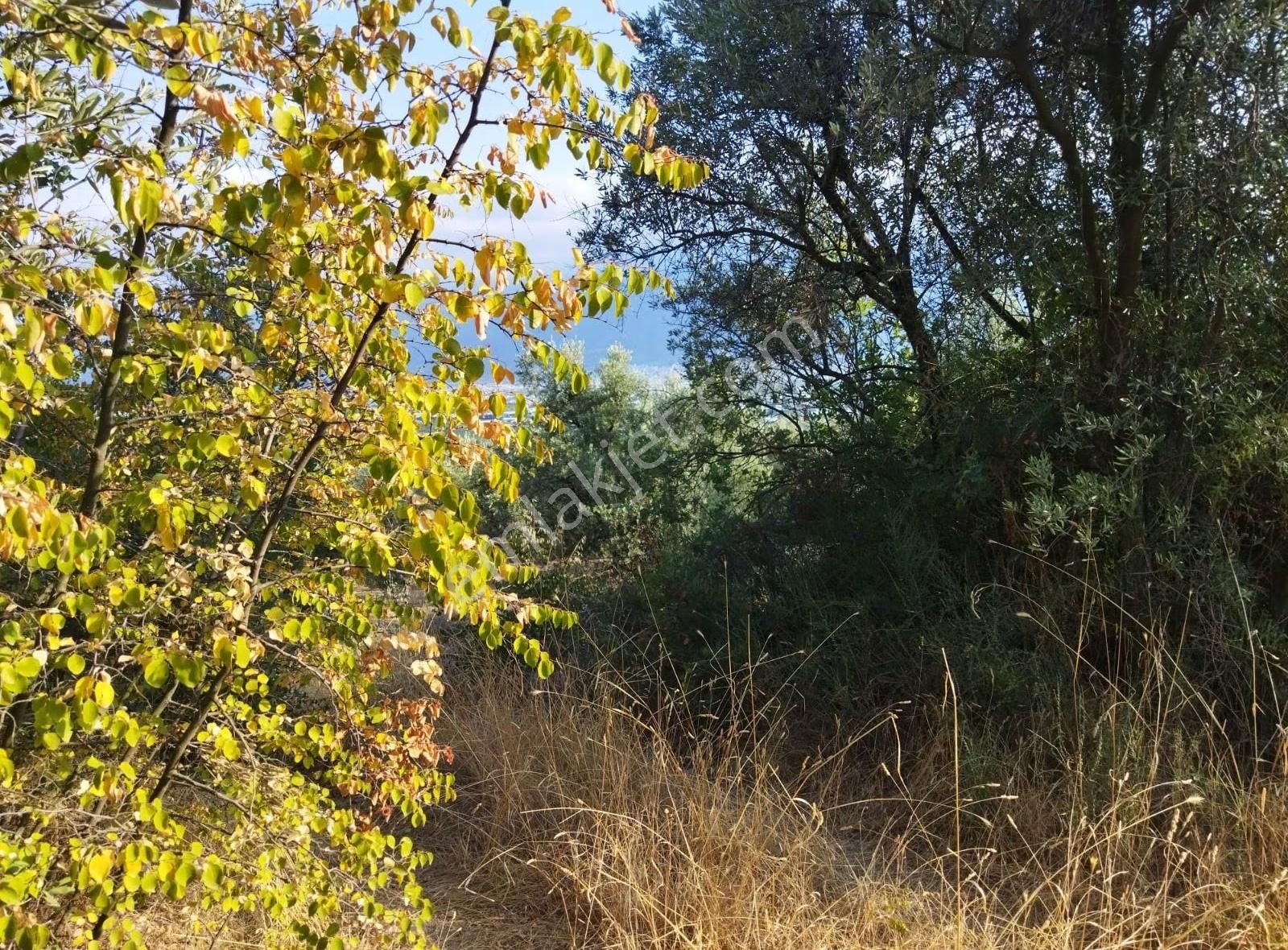 Yıldırım İsmetiye Mahallesi'nde Satılık Zeytin Bahçesi - Görsel 11