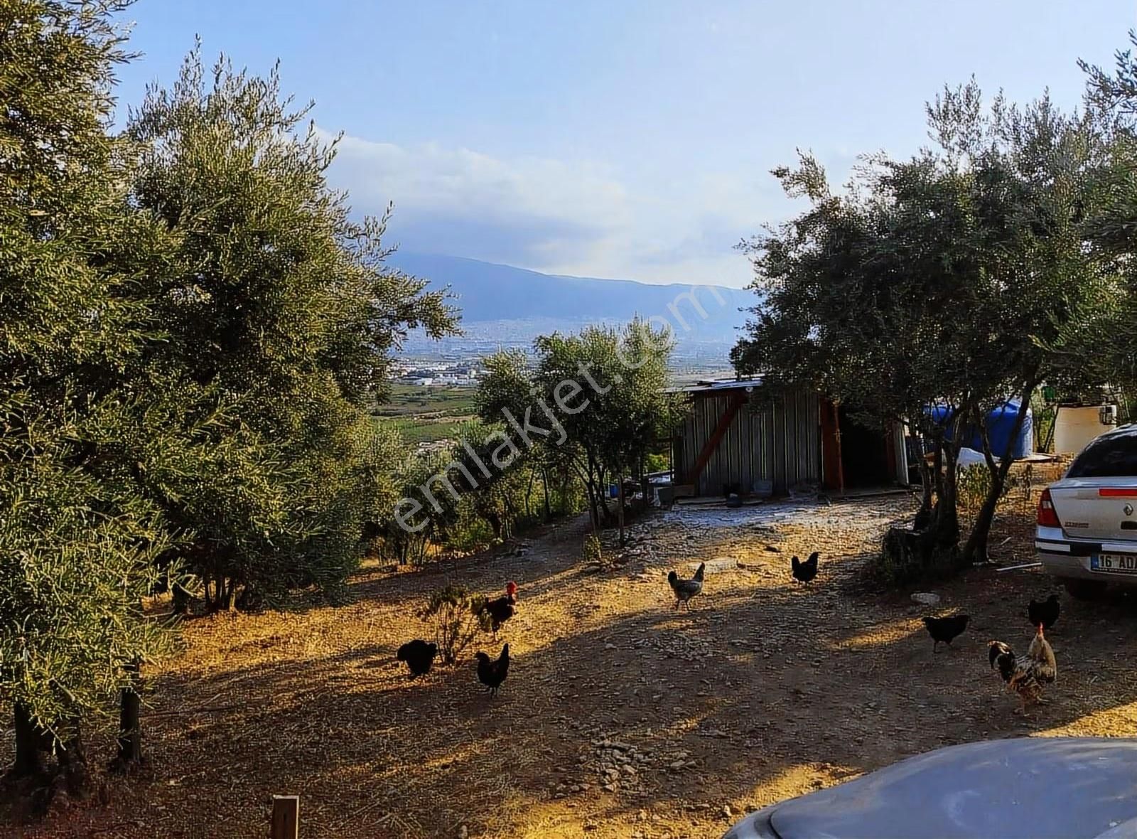 Yıldırım İsmetiye Mahallesi'nde Satılık Zeytin Bahçesi - Görsel 19