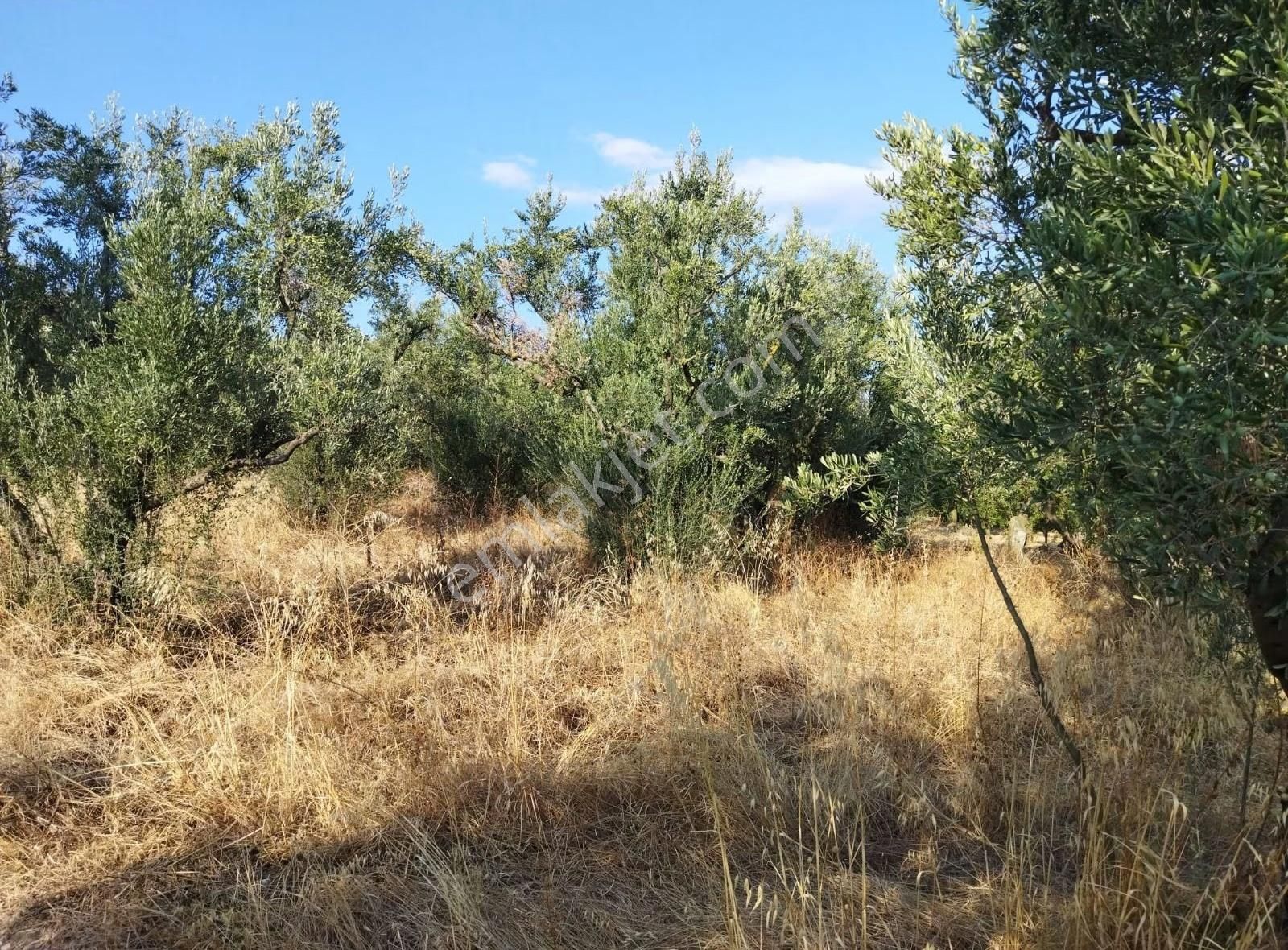 Yıldırım İsmetiye Mahallesi'nde Satılık Zeytin Bahçesi - Görsel 8